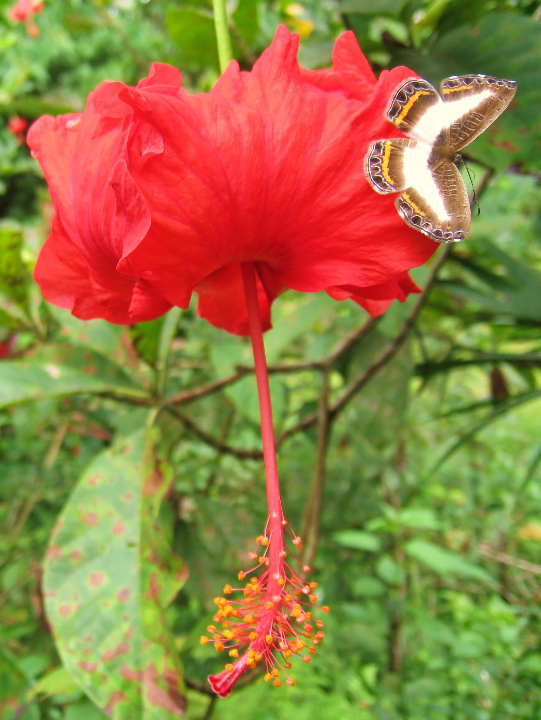 Hybiscus-butterfly.jpg