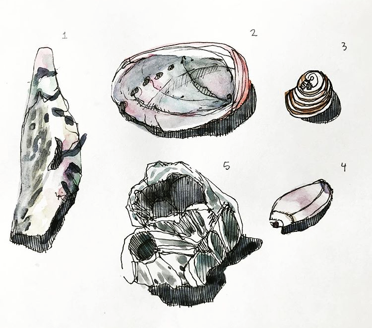 Abalone_sketch.PNG