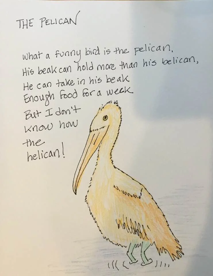 What a funny bird is the pelican.
