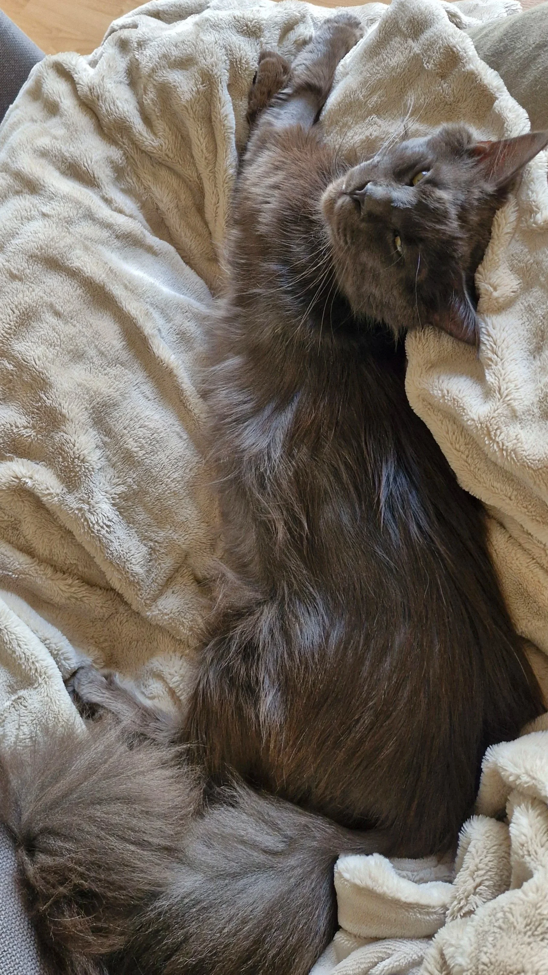 Be More Cat: What Cats Can Teach Us About Energy, Boundaries and Rest