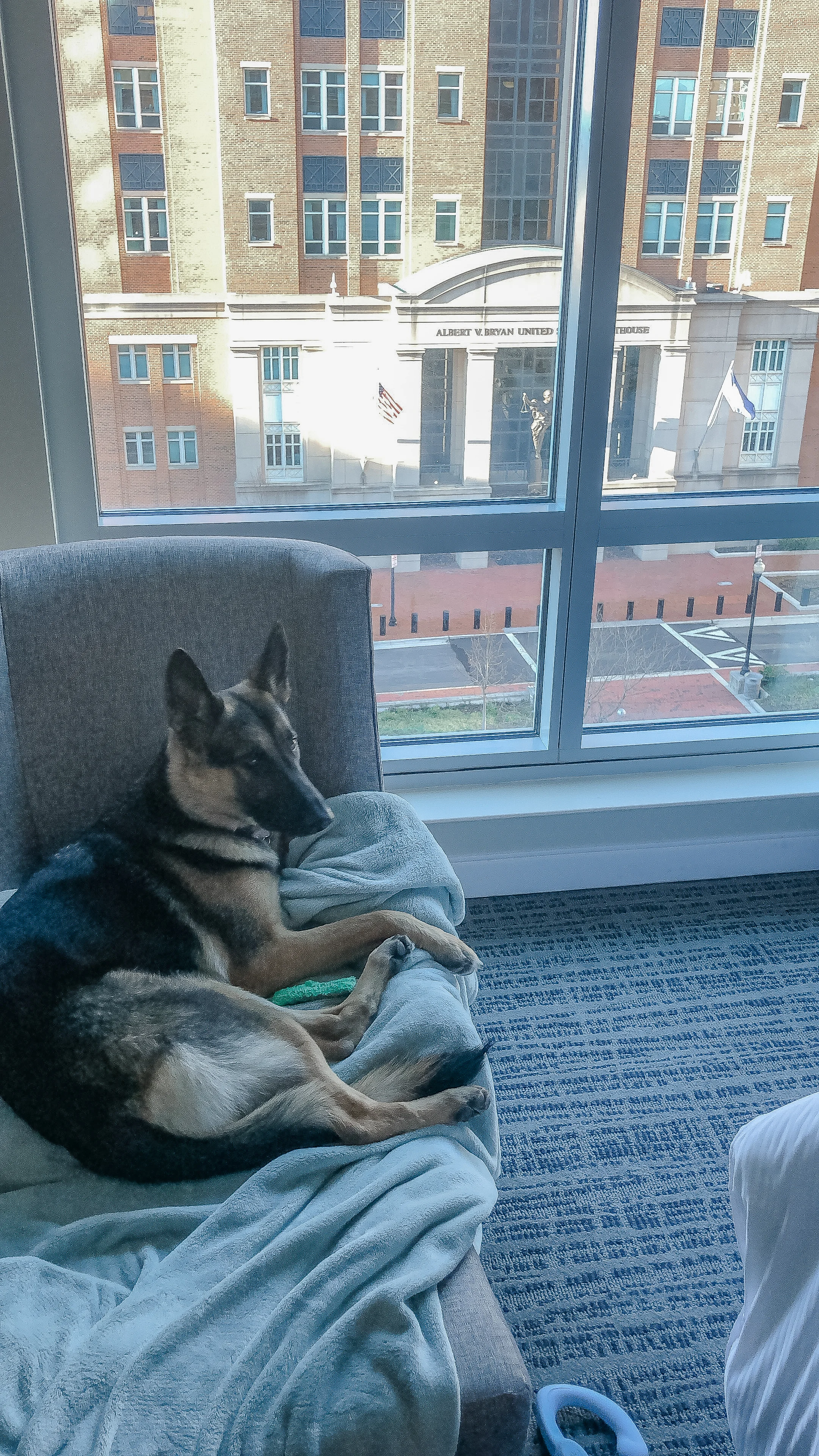 Spoiled Sasha enjoying hotel life in DC