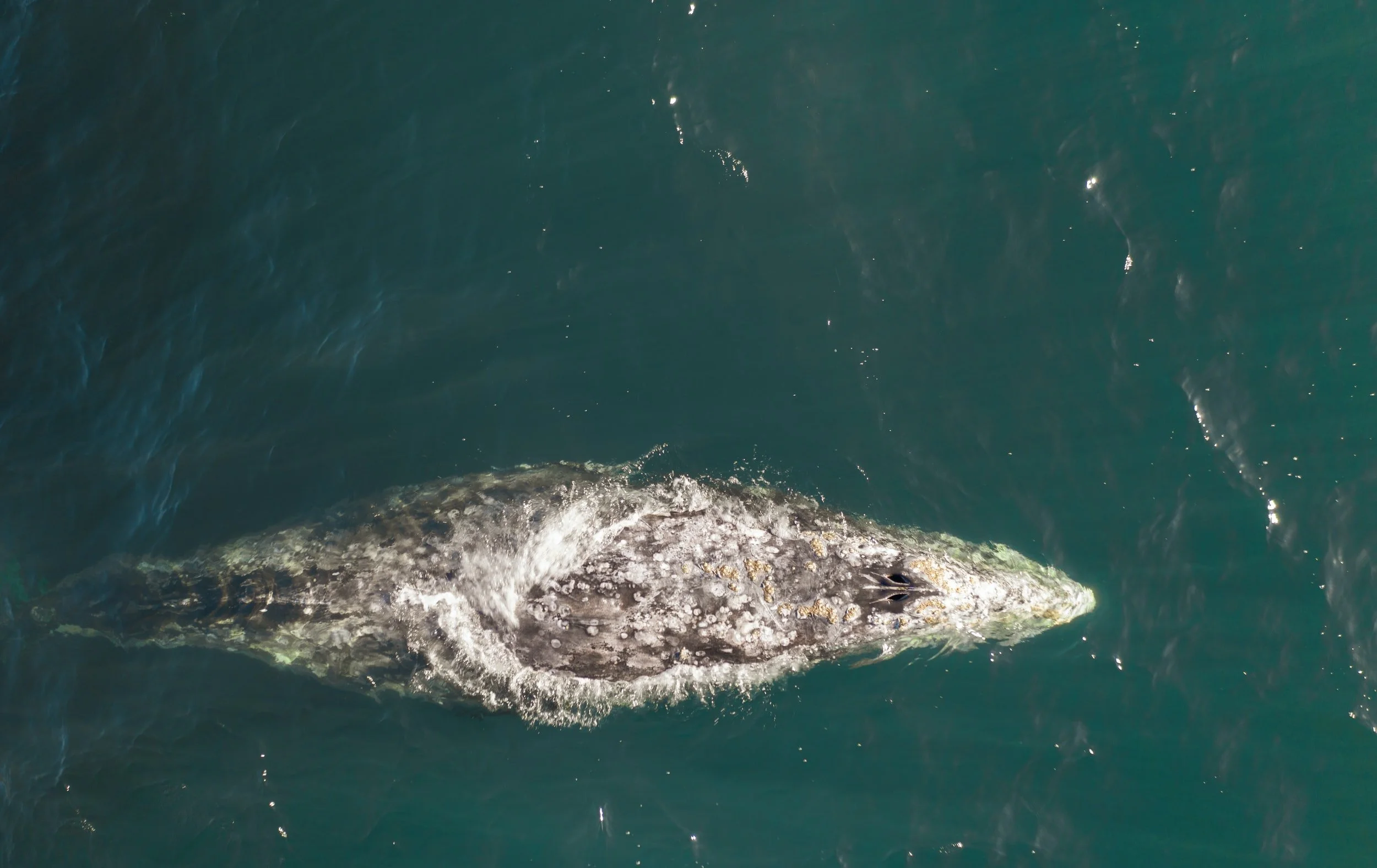 Peculiar Link Between Whales Beaching Themselves And Solar Storms
