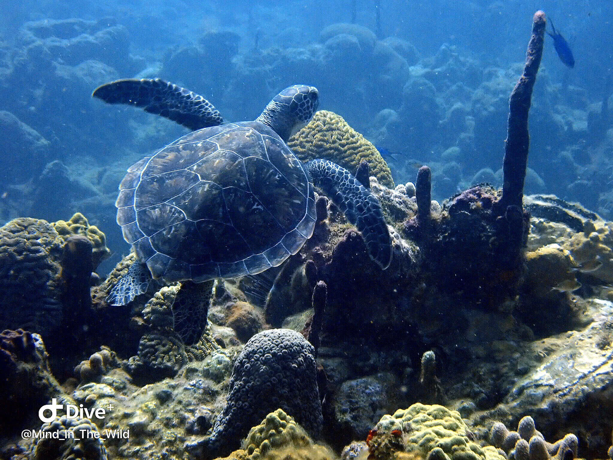 turtle in toucari bay salt dive dominica scuba .jpg