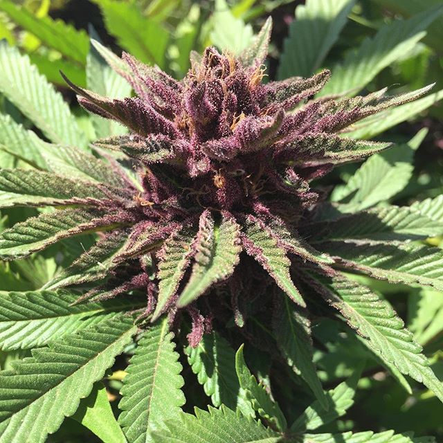 Thanks to the good folks at #blackcrowgrow for showing us their #siriusblack. Looks so pretty!!! It should be ready in about a week to harvest and we can't wait!! #THC
#Cannabis #nofilter 
#Cannabiscommunity
#Weedmaps
#Leafly
#Flower
#Topshelflife
#C