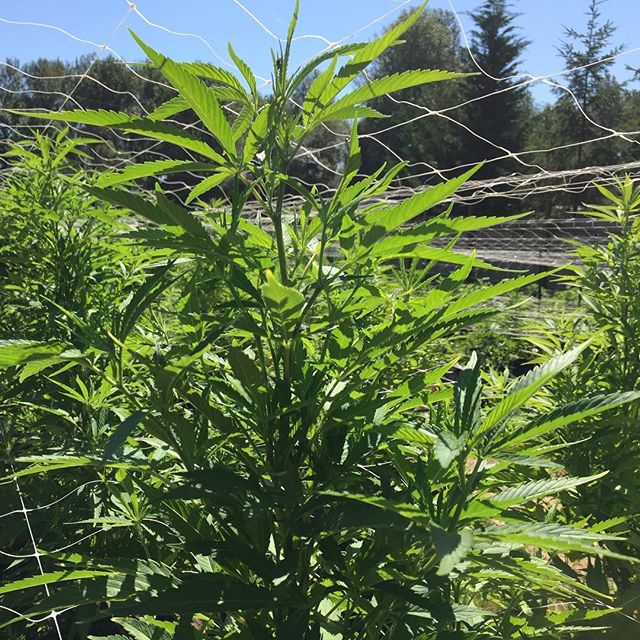 Like us, this #blackraspberry strain is reaching for the sky! Can't wait to see how she turns out...a full spectrum c02 oil you could become! Young lady, you reach for that trellis! #greenpinkyfarms #greenpinkyrec #THC #nofilter #nofilterneeded 
#Can