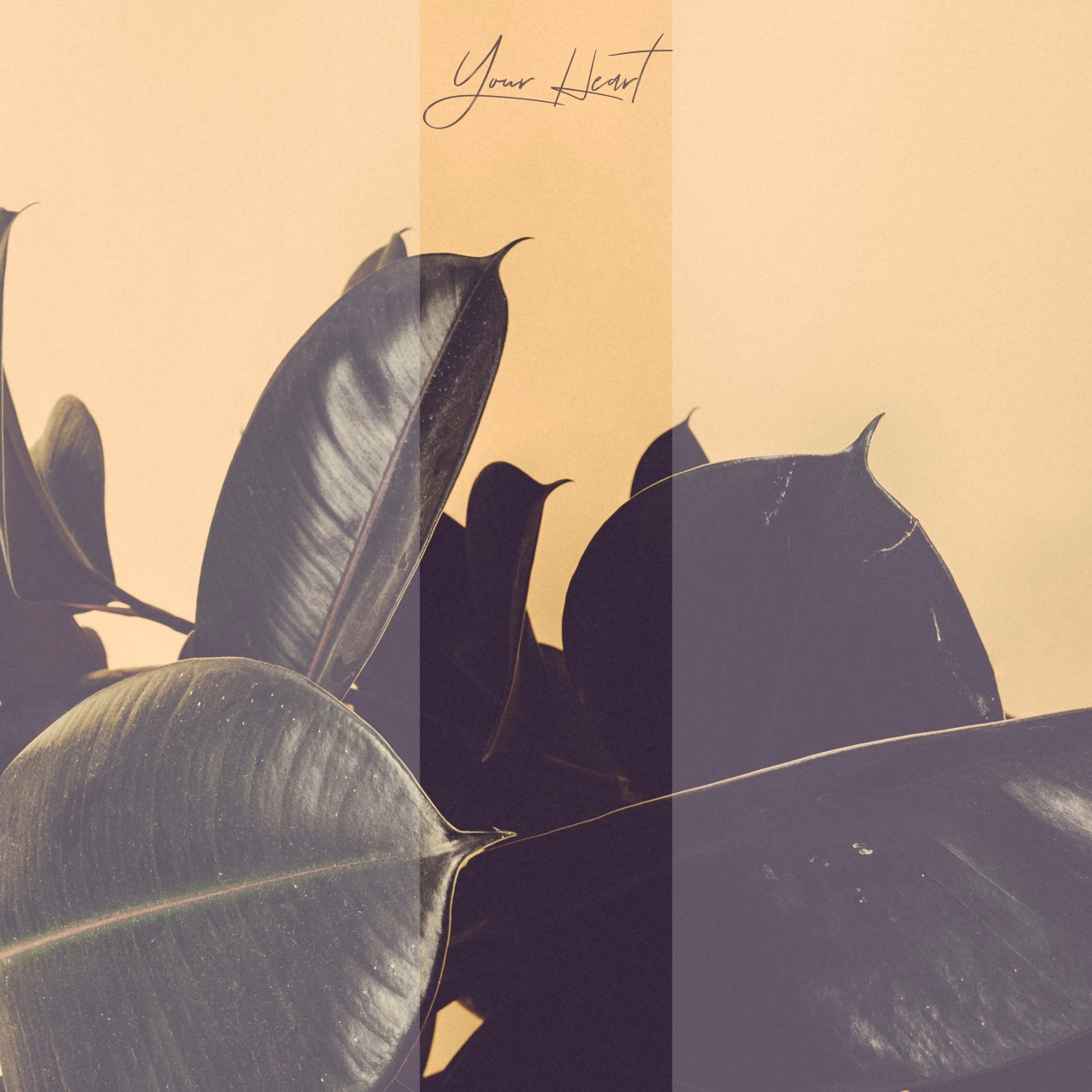 Evan Andree Releases Single "Your Heart"