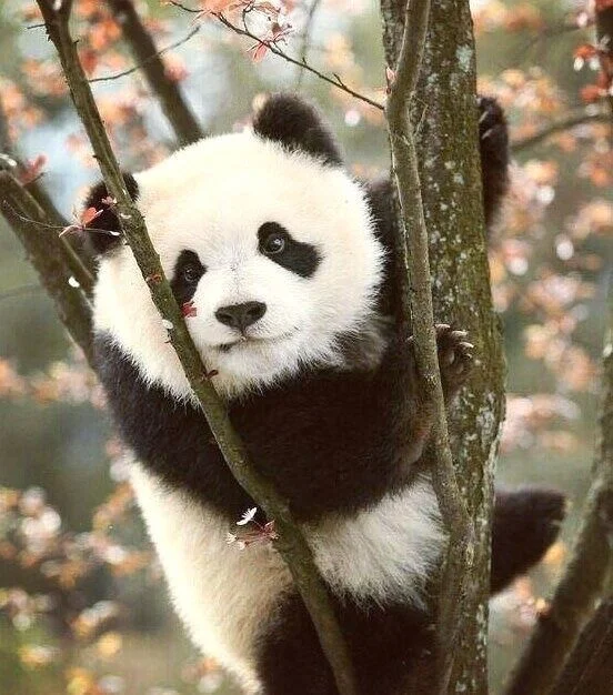 This is one of the pandas that - sadly - I didn’t get to use during the creation of this deck. I originally wanted to use her for Page of Swords or maybe Page of Pentacles - but the posture and the overall vibe just didn’t really fit with what I had in mind. So alas. I just wanted to show it to the world somehow - it’s so cute! Maybe she should be a bonus card. From @ panda_crew_official_
