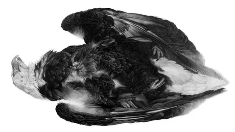 REQIEUM 2012 graphite on paper 42 x 93 inches