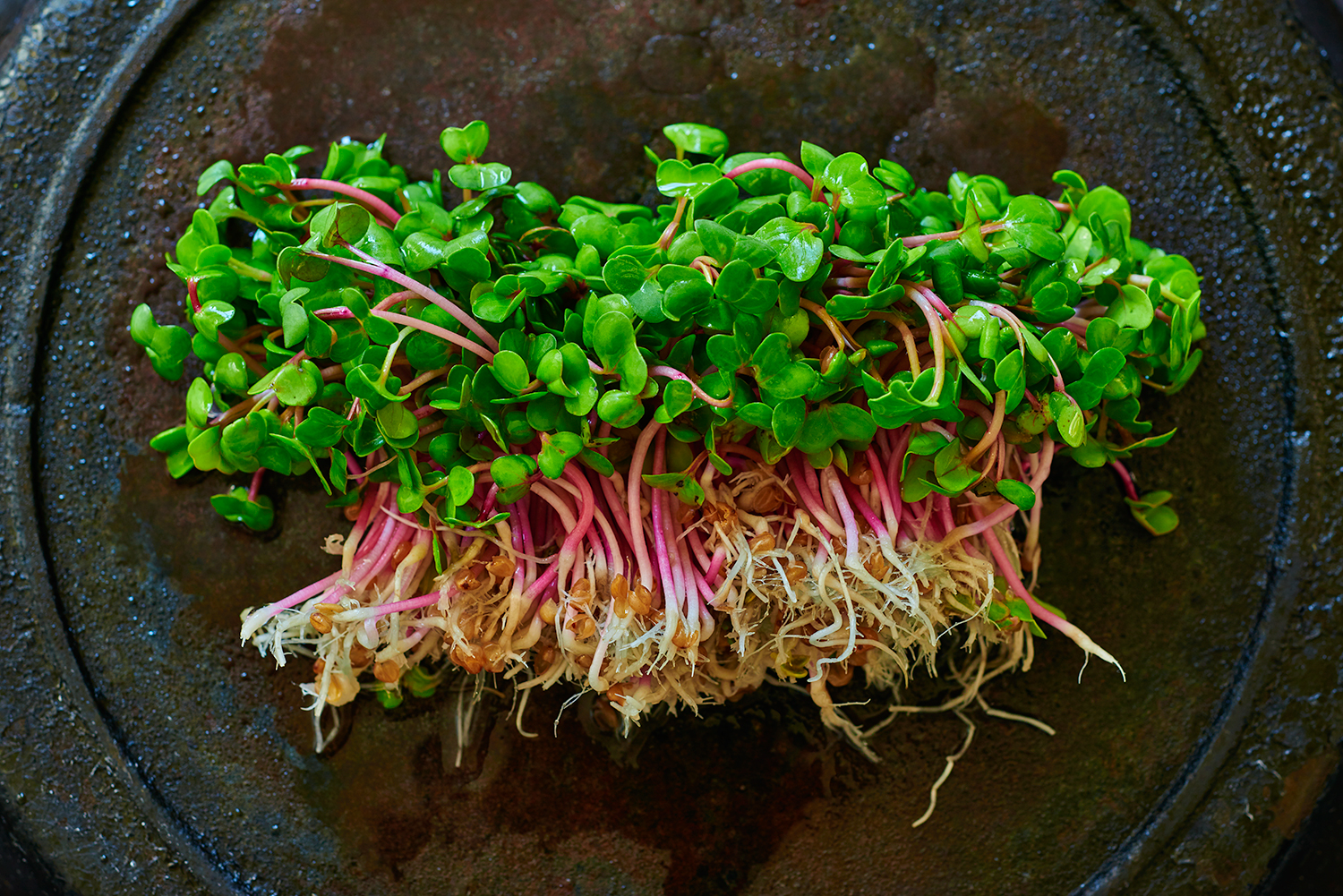 01_Radish-Micro-Greens.jpg