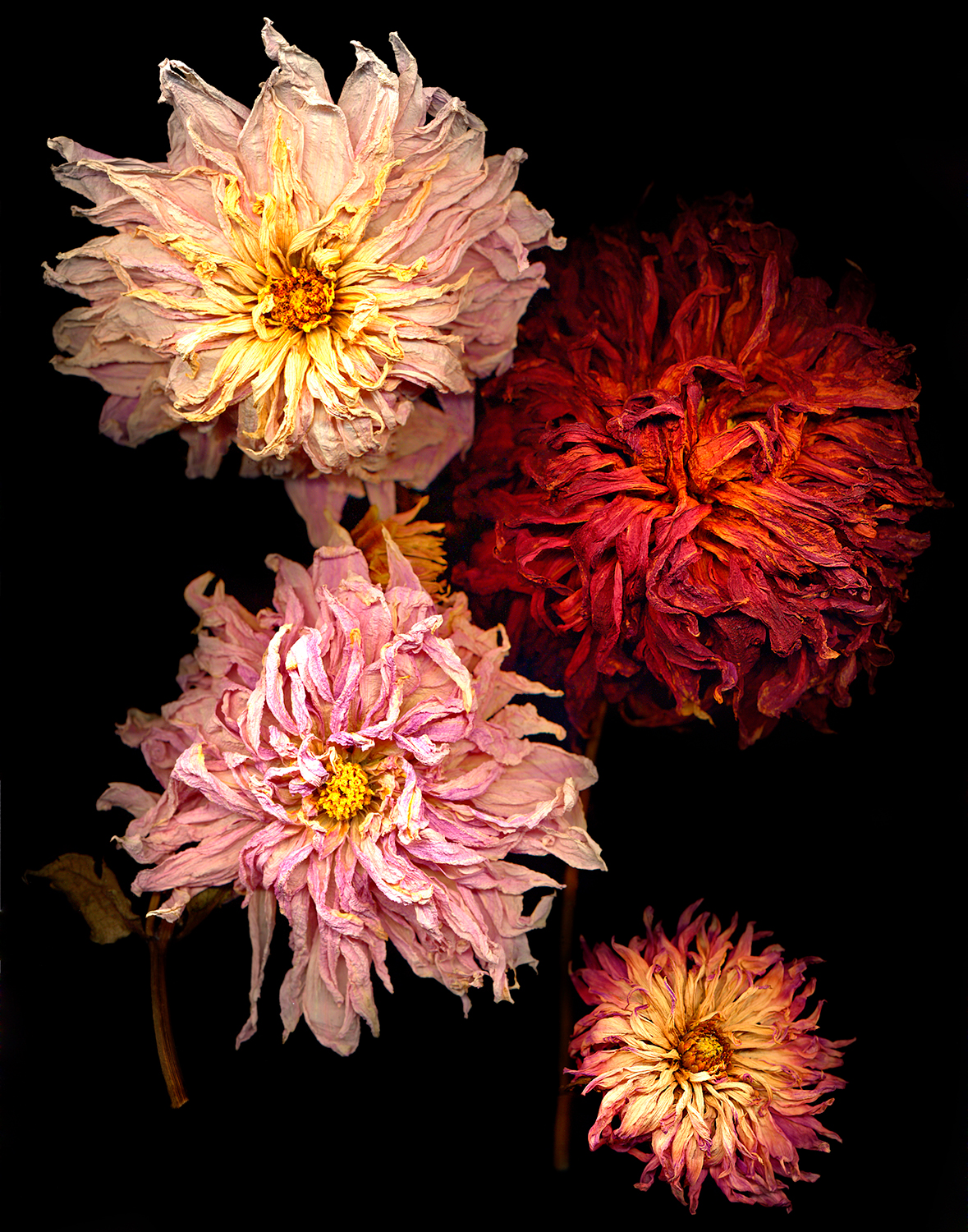 Dahlias3a007_copy_original.jpg