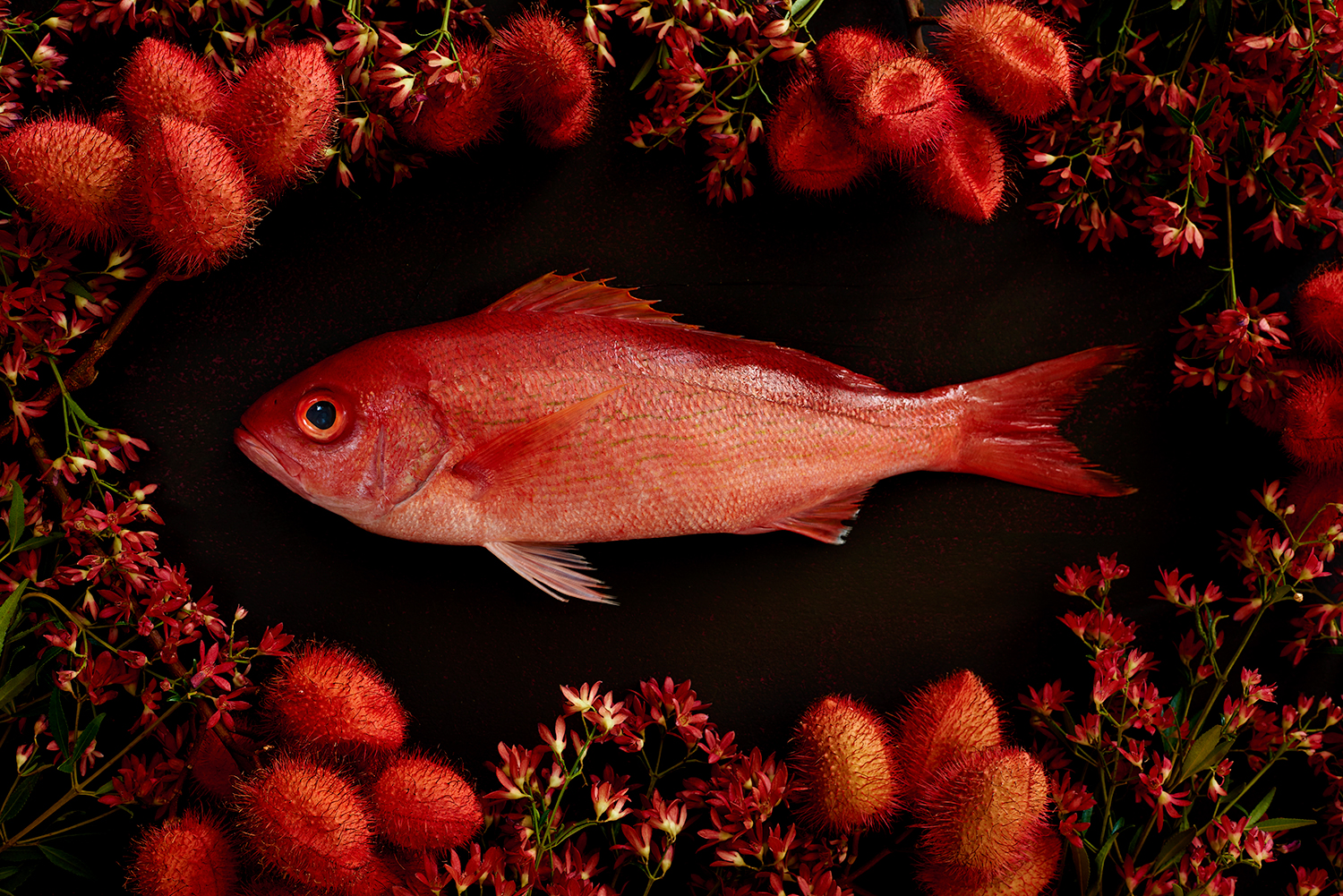 Fish-Red-Snapper-Botanical-0033_original.jpg