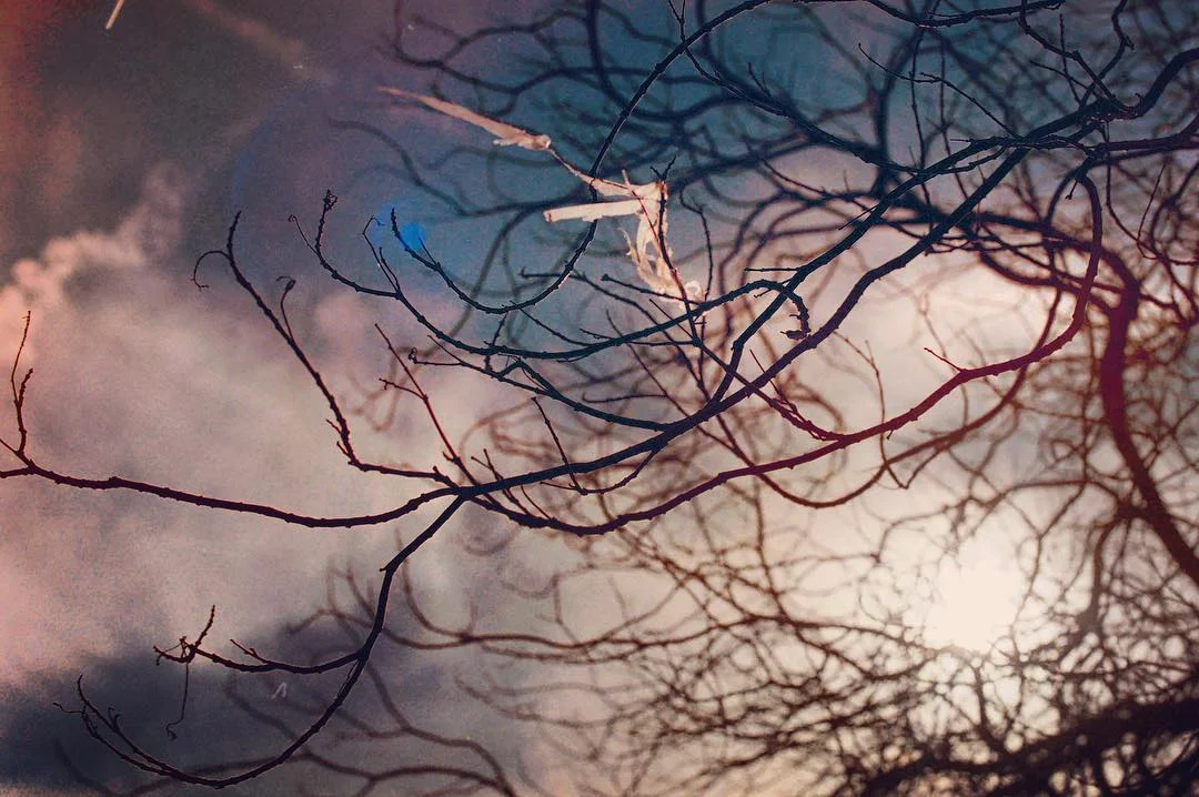 branches bare