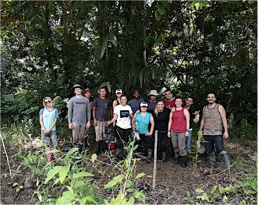 Reforestation of the rain forest