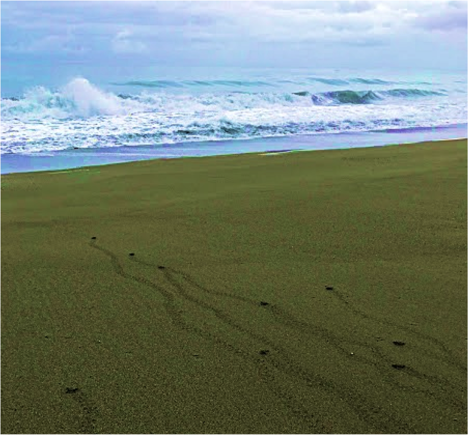 Releasing baby sea turtles