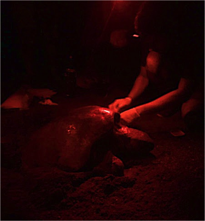 Seeing turtles nesting