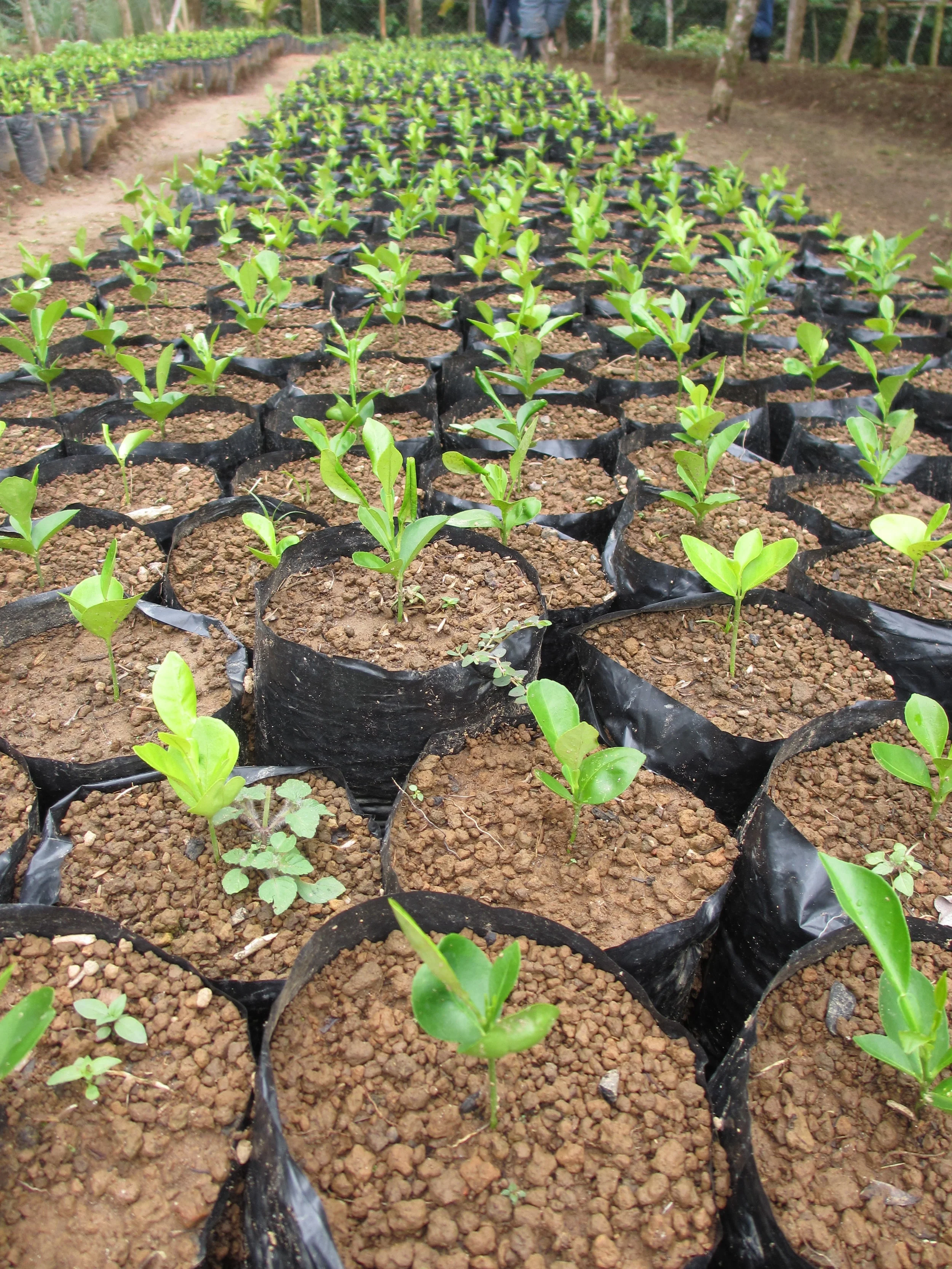 Site Visits to Local Nurseries