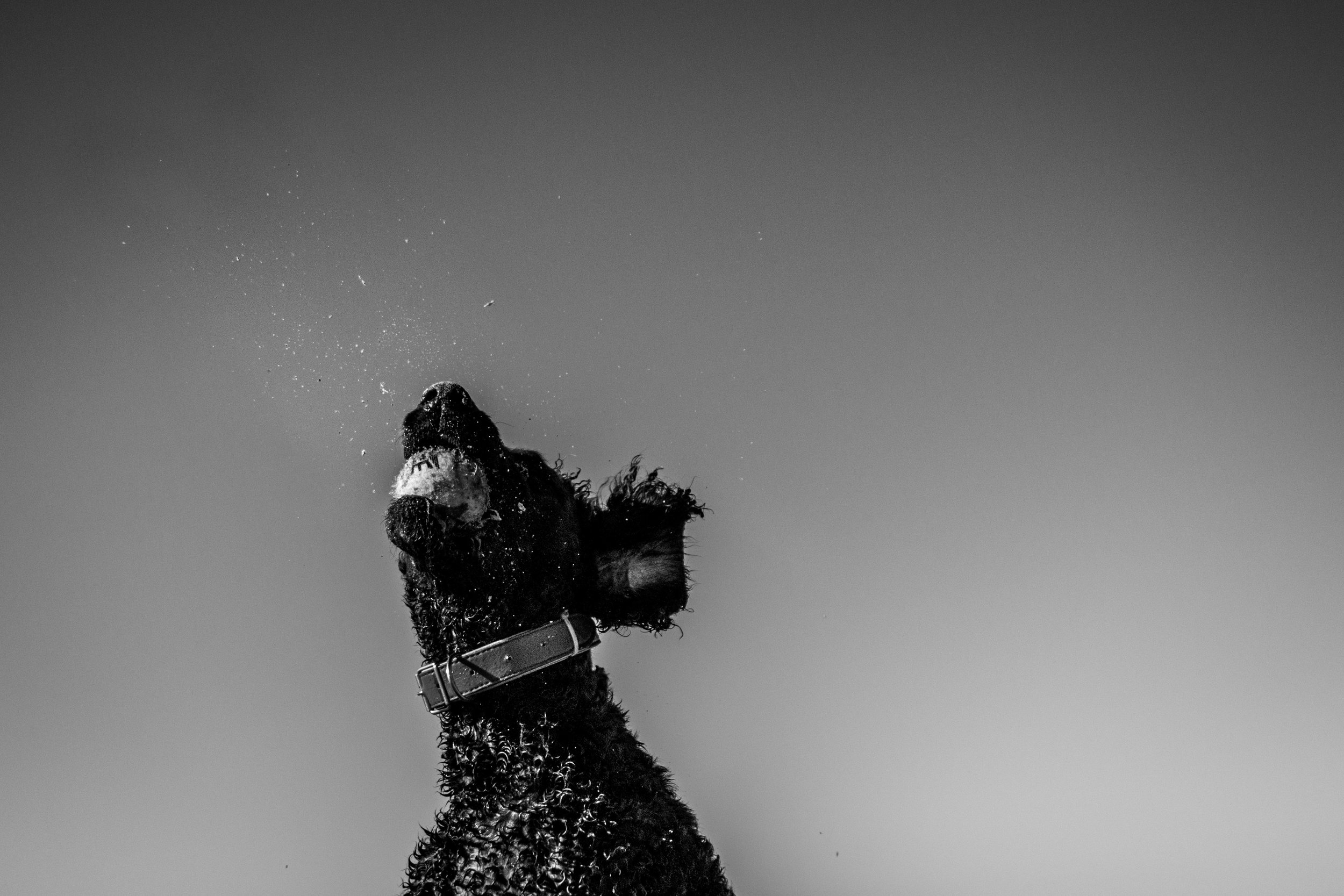 Writing for the Public: Pitches to Kelly