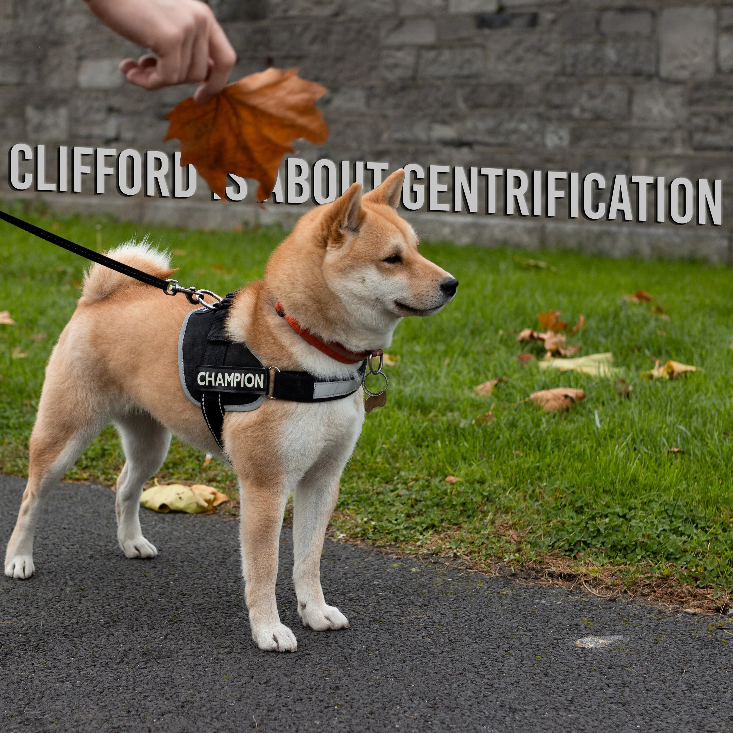 Clifford is About Gentrification