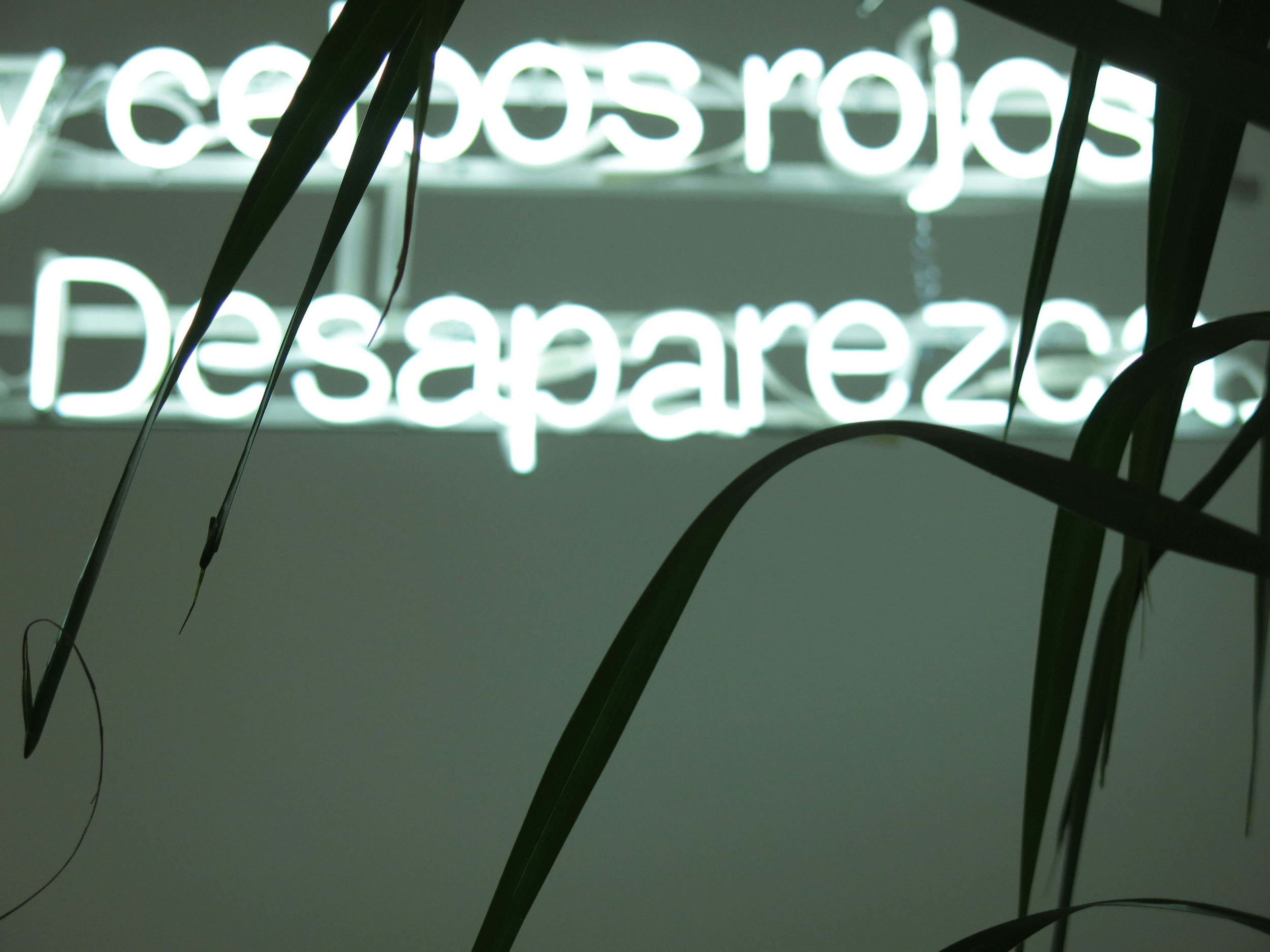 desaparezcacck.jpg