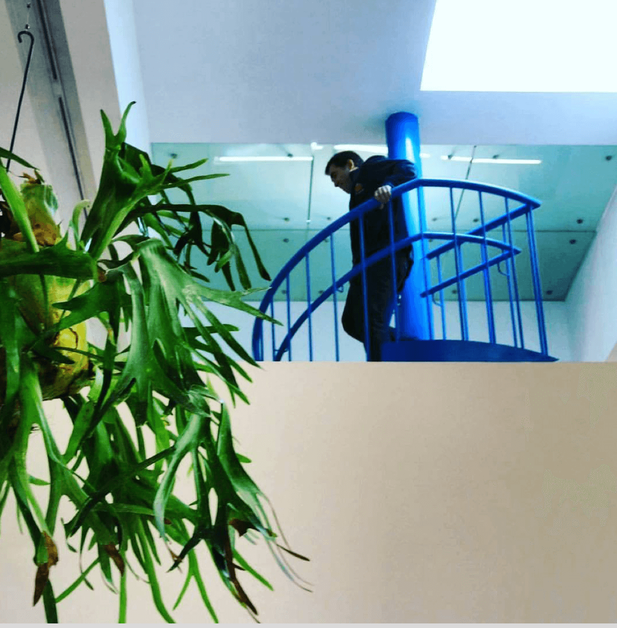 Platycerim bifurcatum The Water Event (Yoko Ono, Dream Come True) Malba, 2016