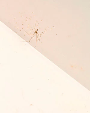 BethDow-Domestic-Animals-2small.jpg