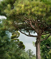 BethDow-Tree-Garden-1-thumbnail.jpg