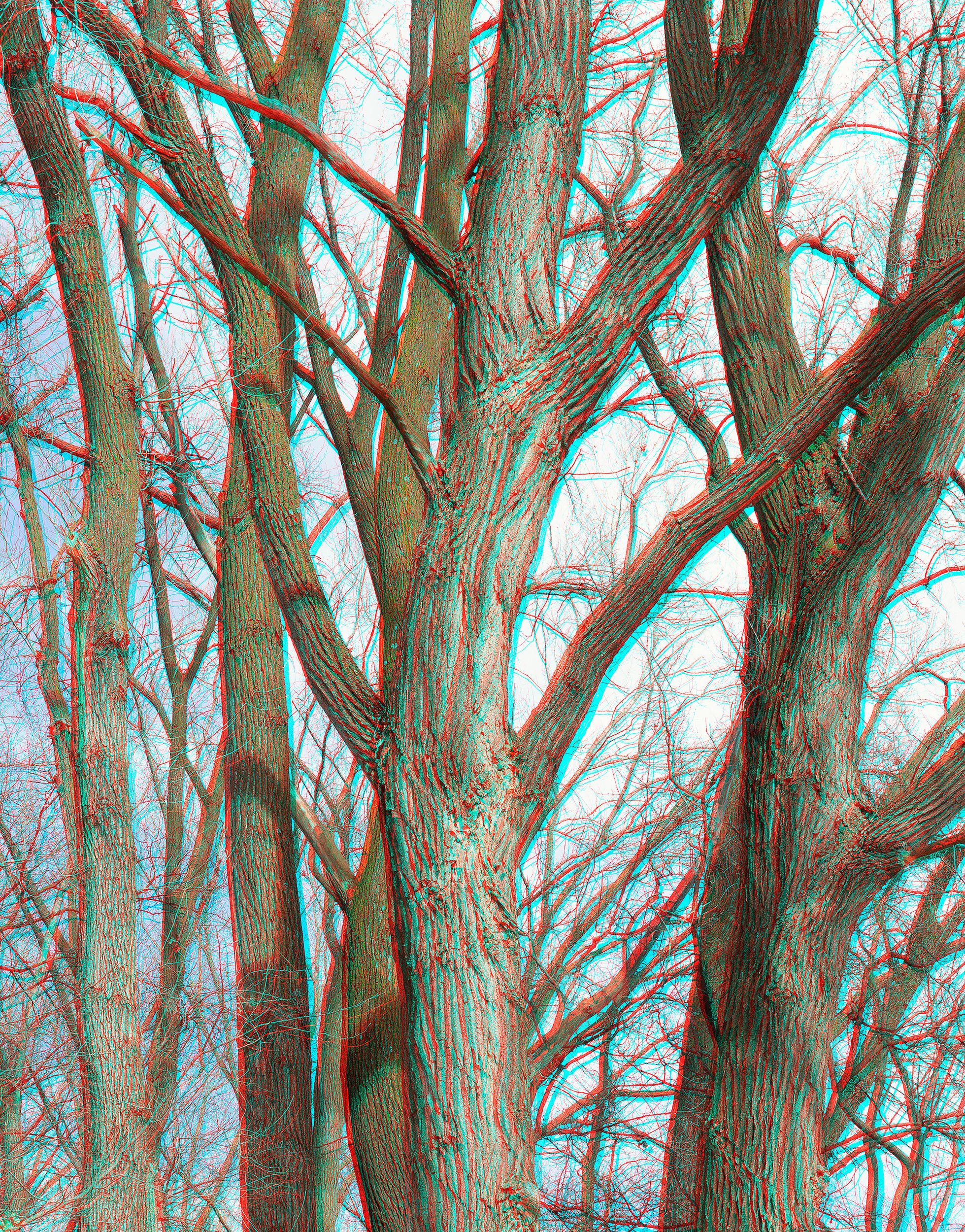 Anaglyph Trees (from Human Nature)