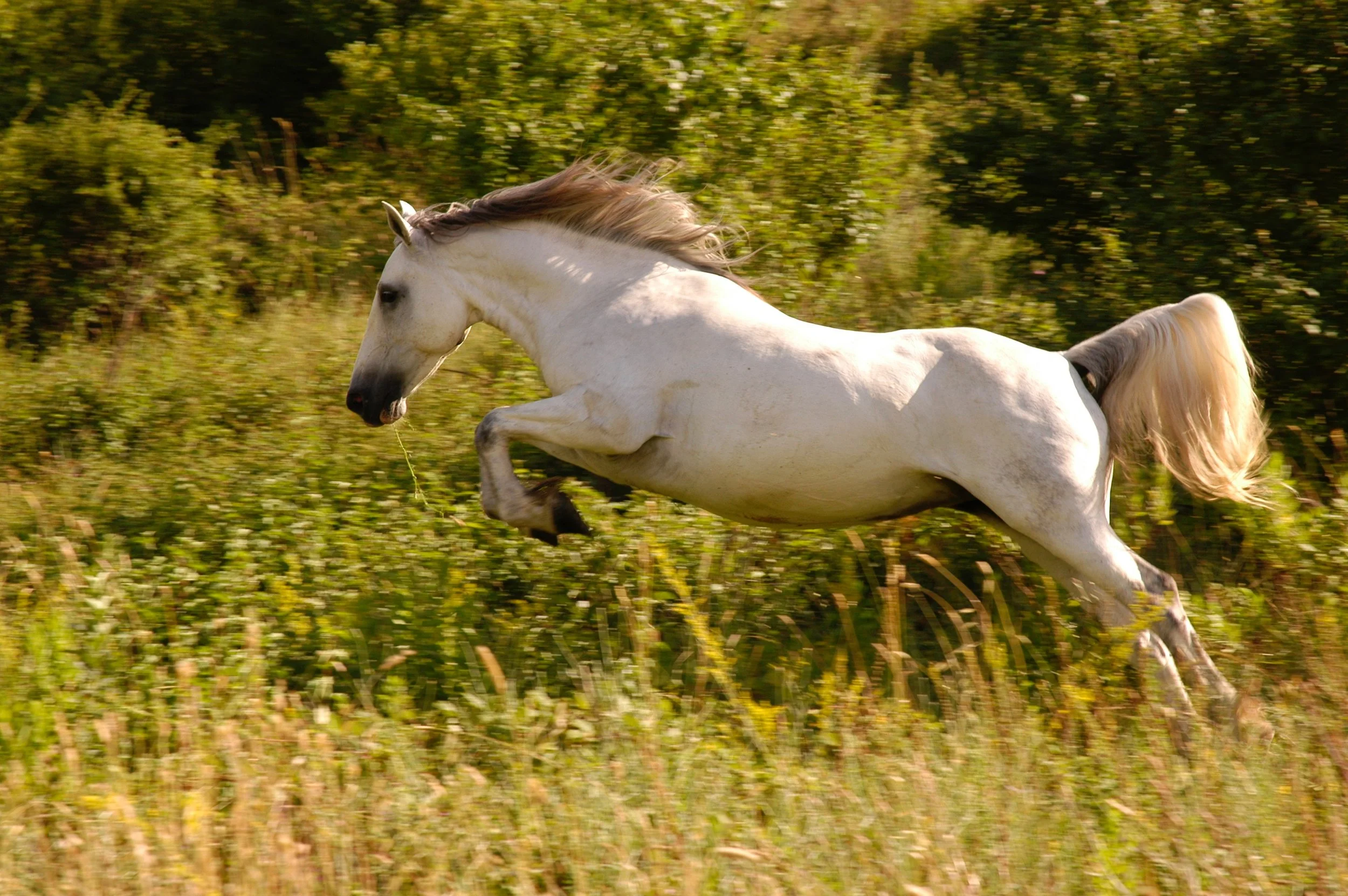 palos verdes pulse horse (2).jpg