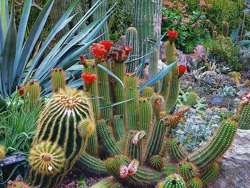 cactus.jpeg