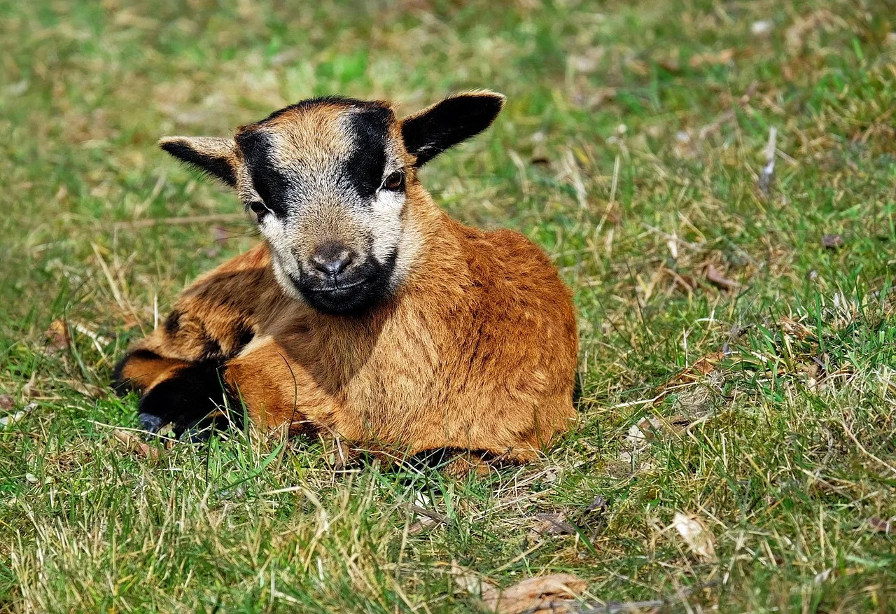 pvp goat.jpg