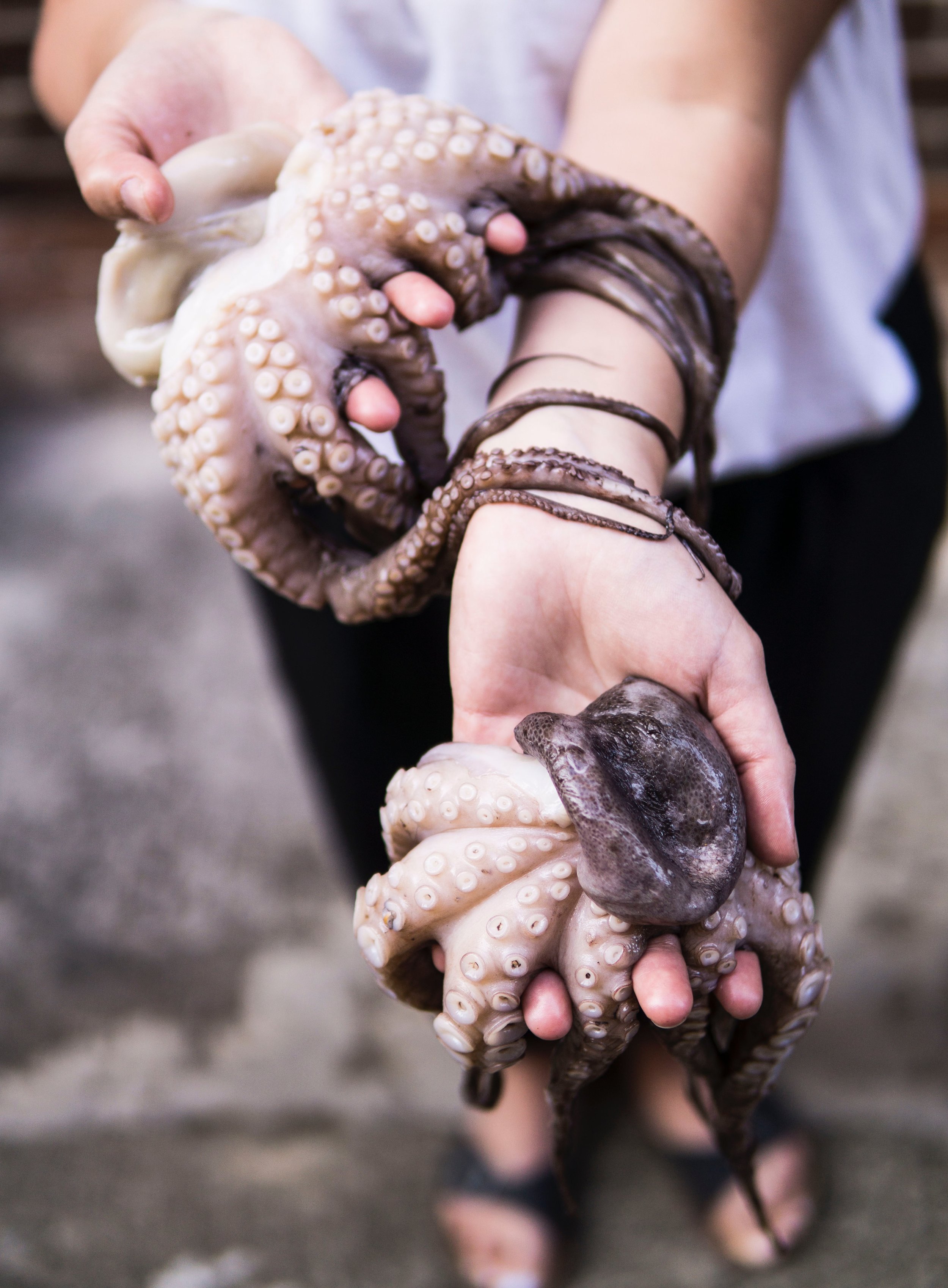 hands-invertebrate-octopus-1316074.jpg