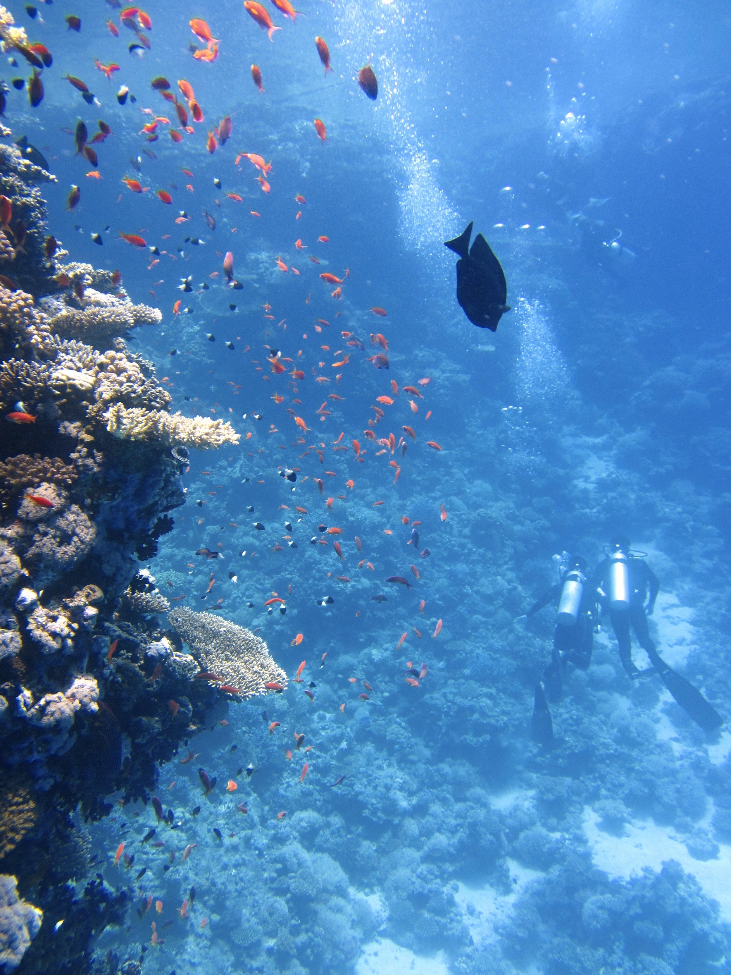 animals-corals-deep-68767.jpg