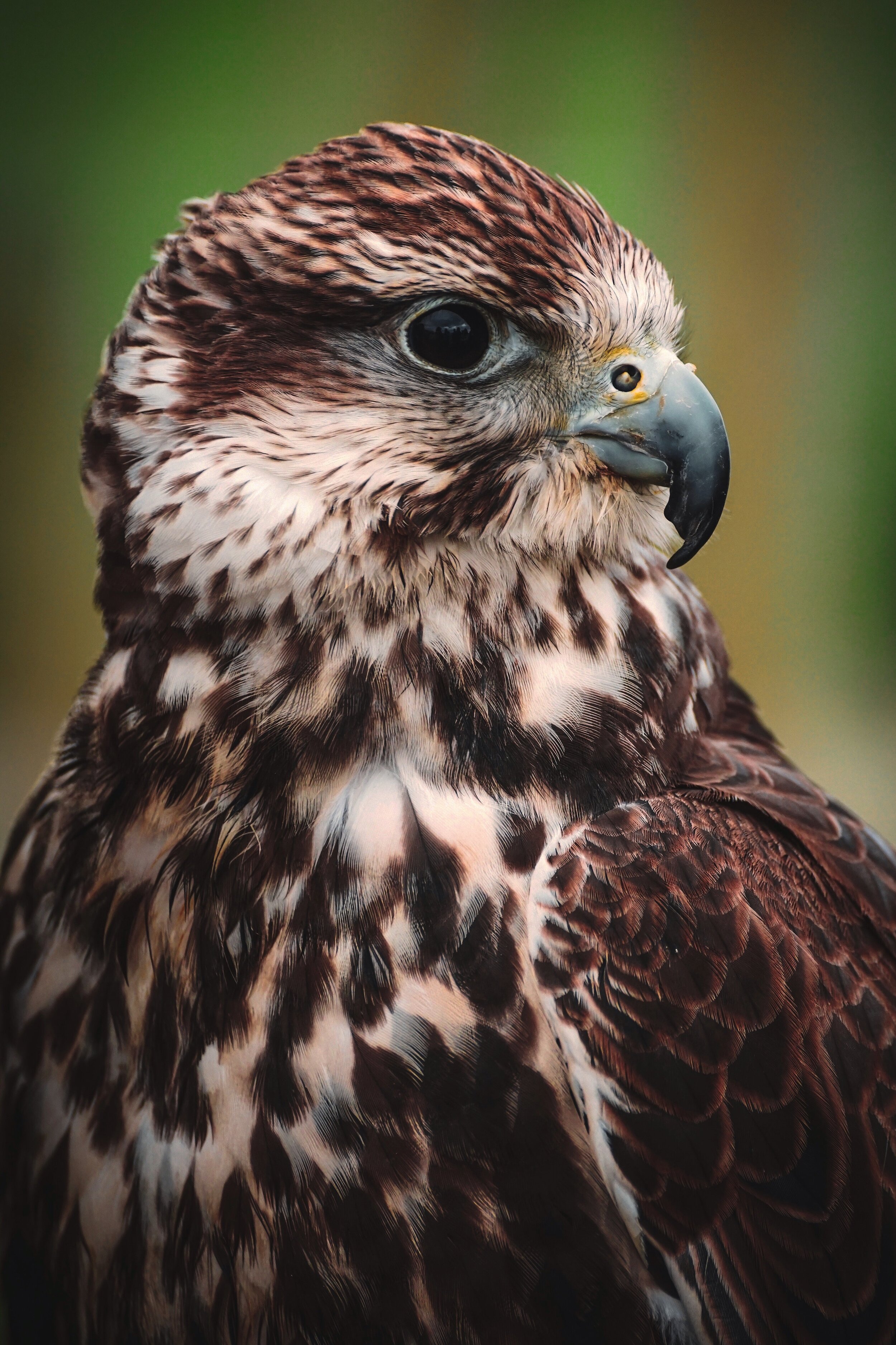 close-up-photography-of-falcon-1387045 (1).jpg