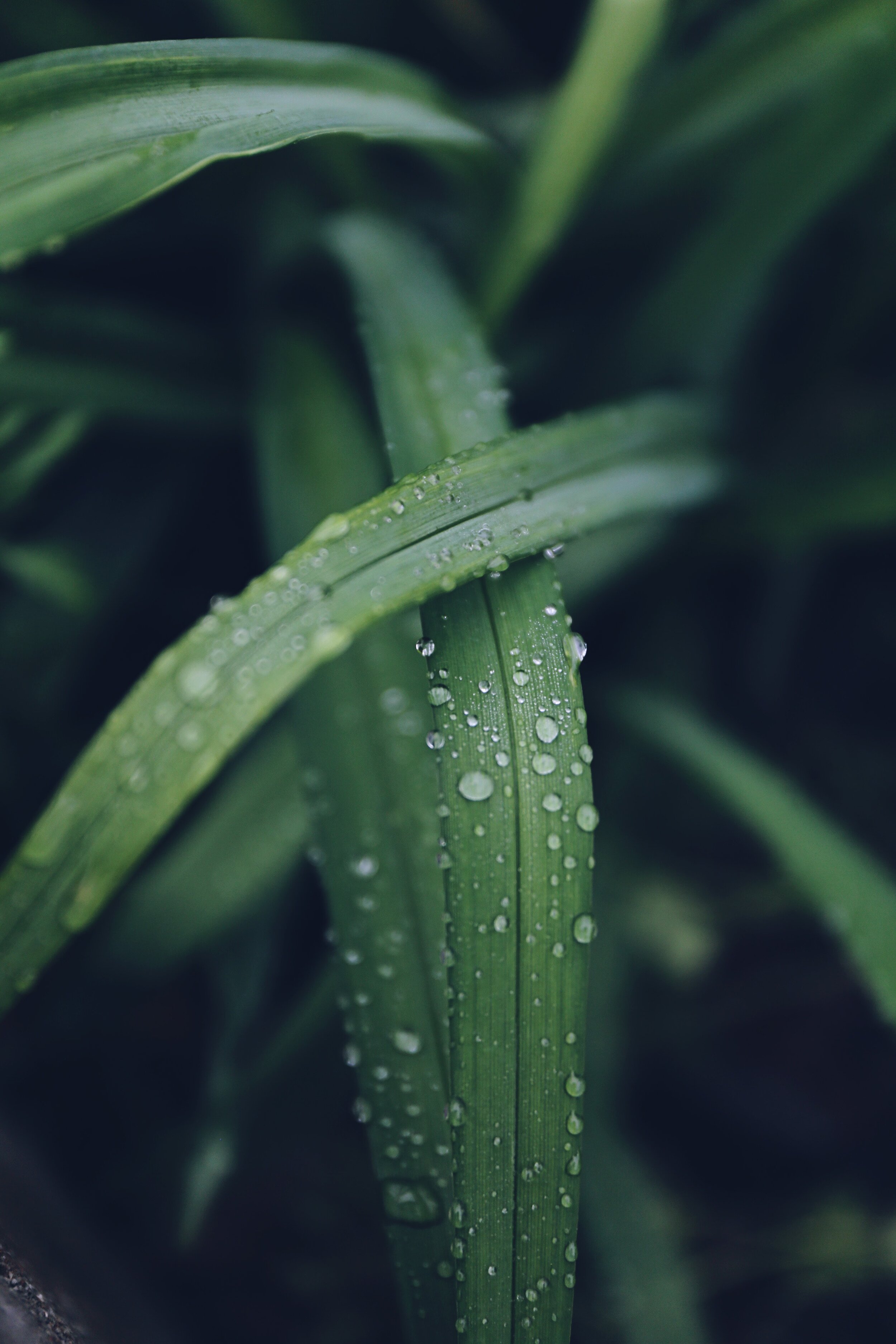 water-drops-on-green-leafed-plant-2818747.jpg