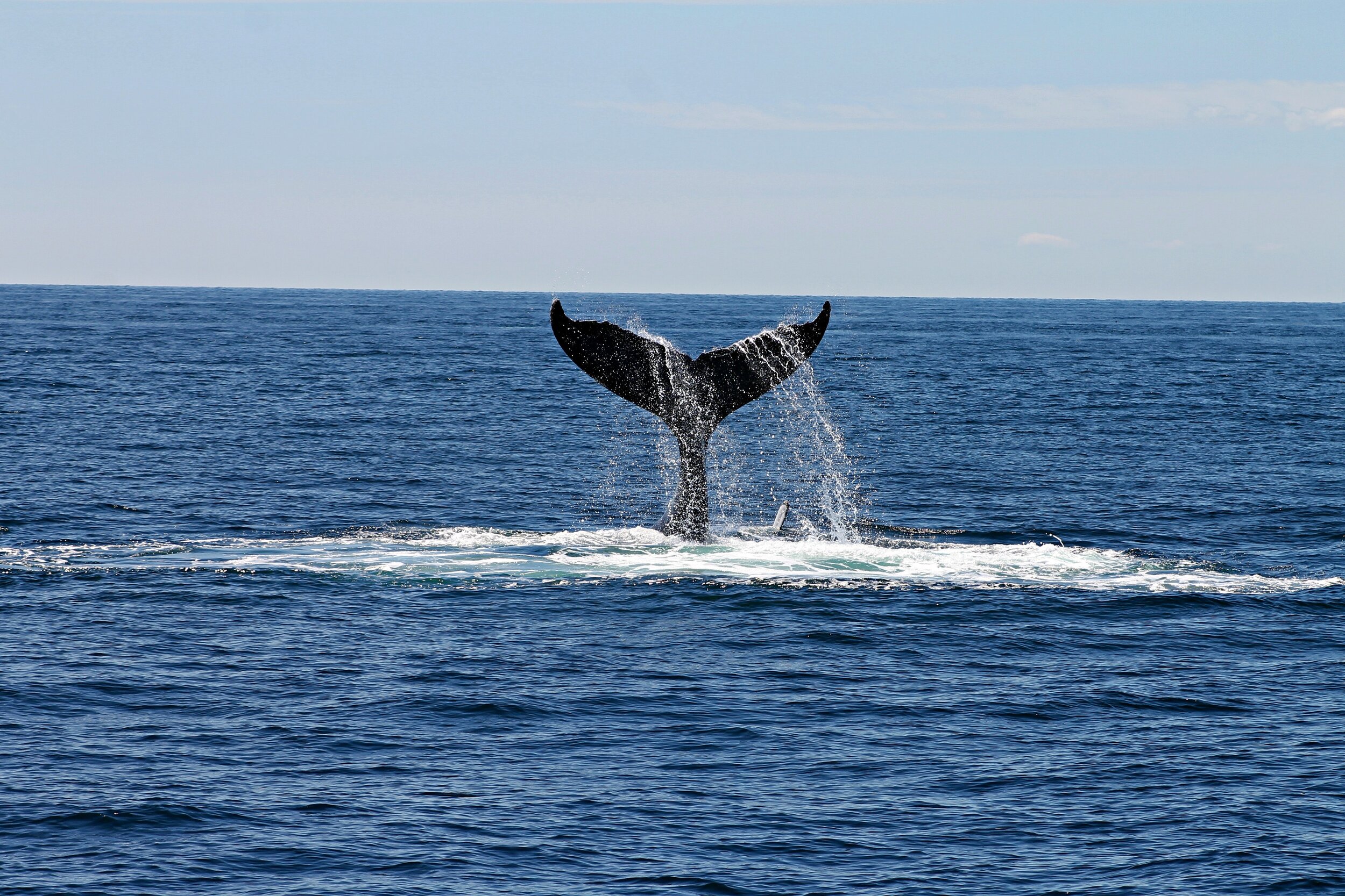 whale-s-tail-892548.jpg