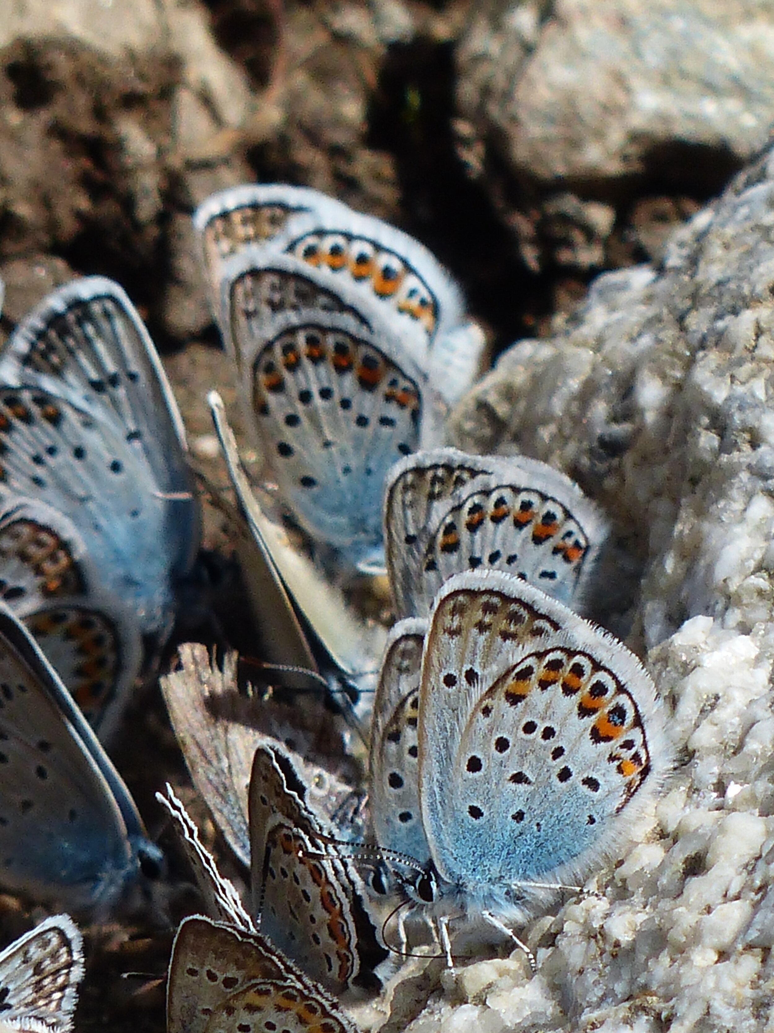 white-brown-and-blue-butterfly-on-white-rock-in-close-up-66256.jpg