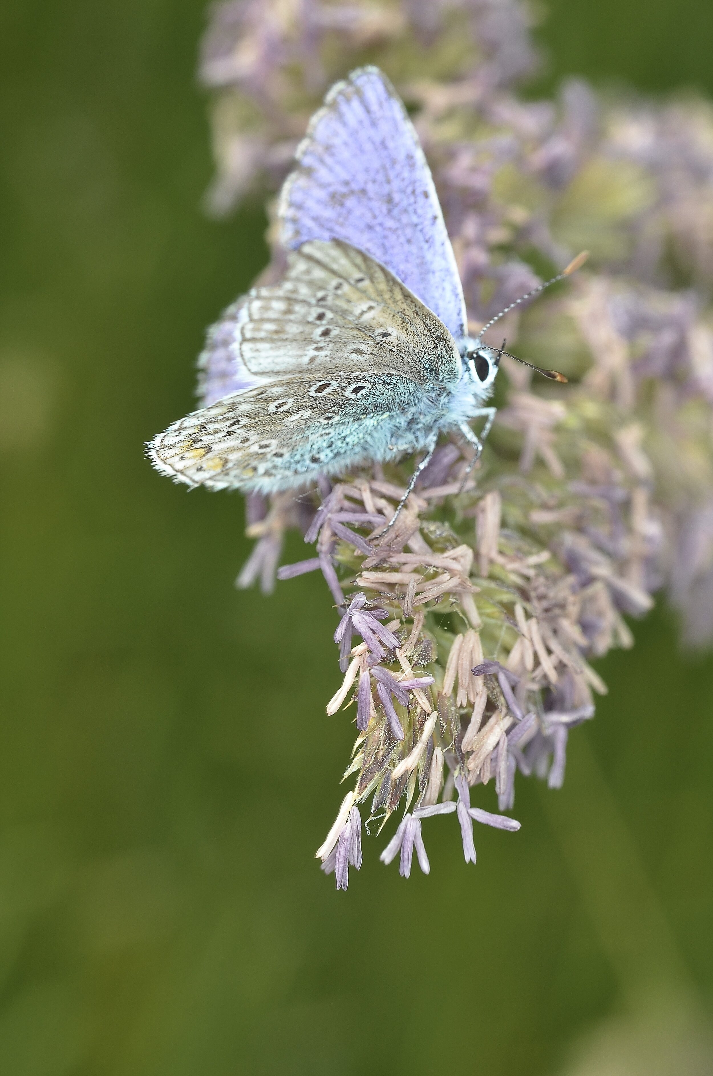 insect-macro-butterfly-bugs-56848.jpg