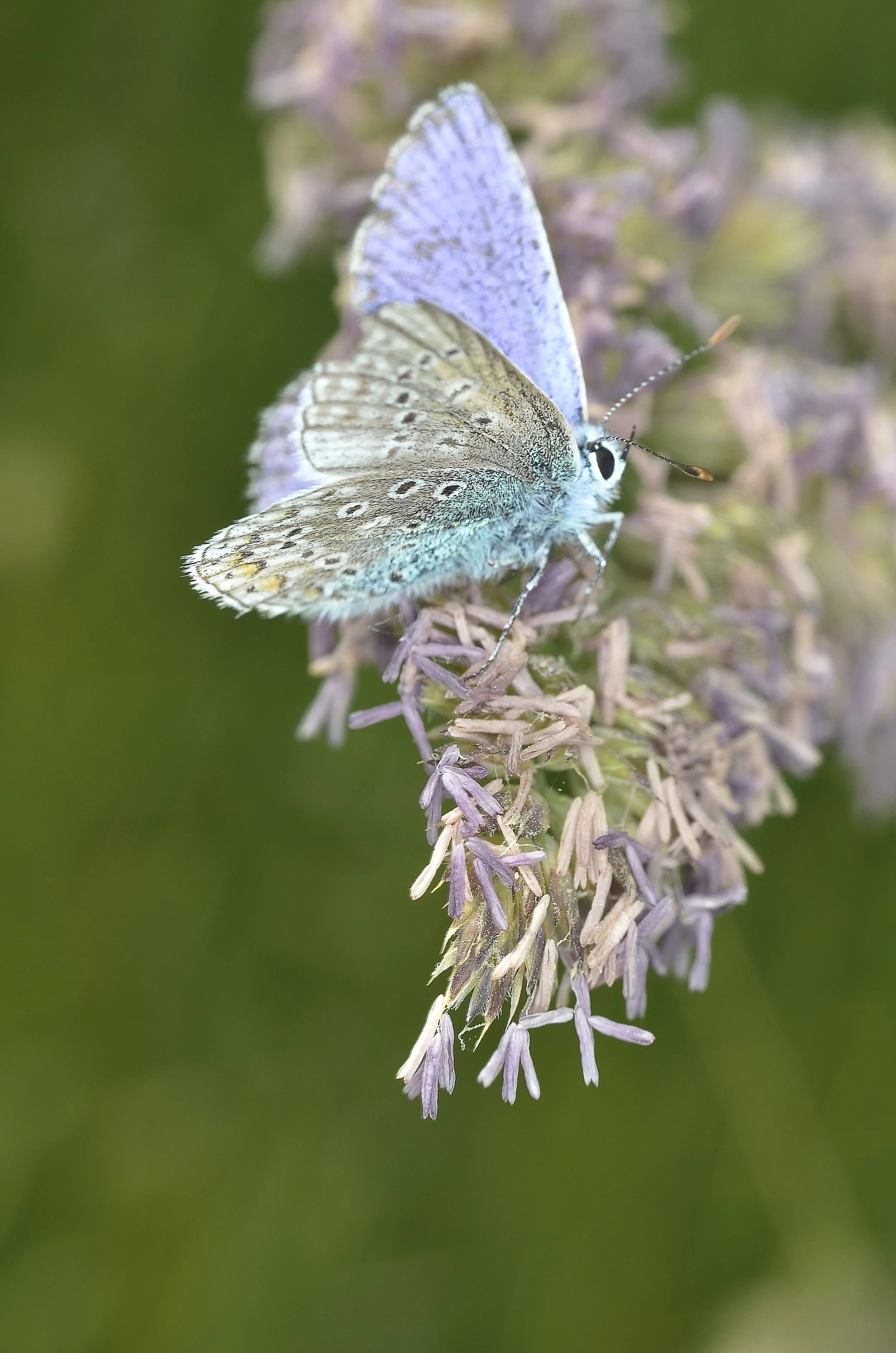 The Endangered and Protected Rare Palos Verdes Butterfly Flies Wild &amp; Free in PV!