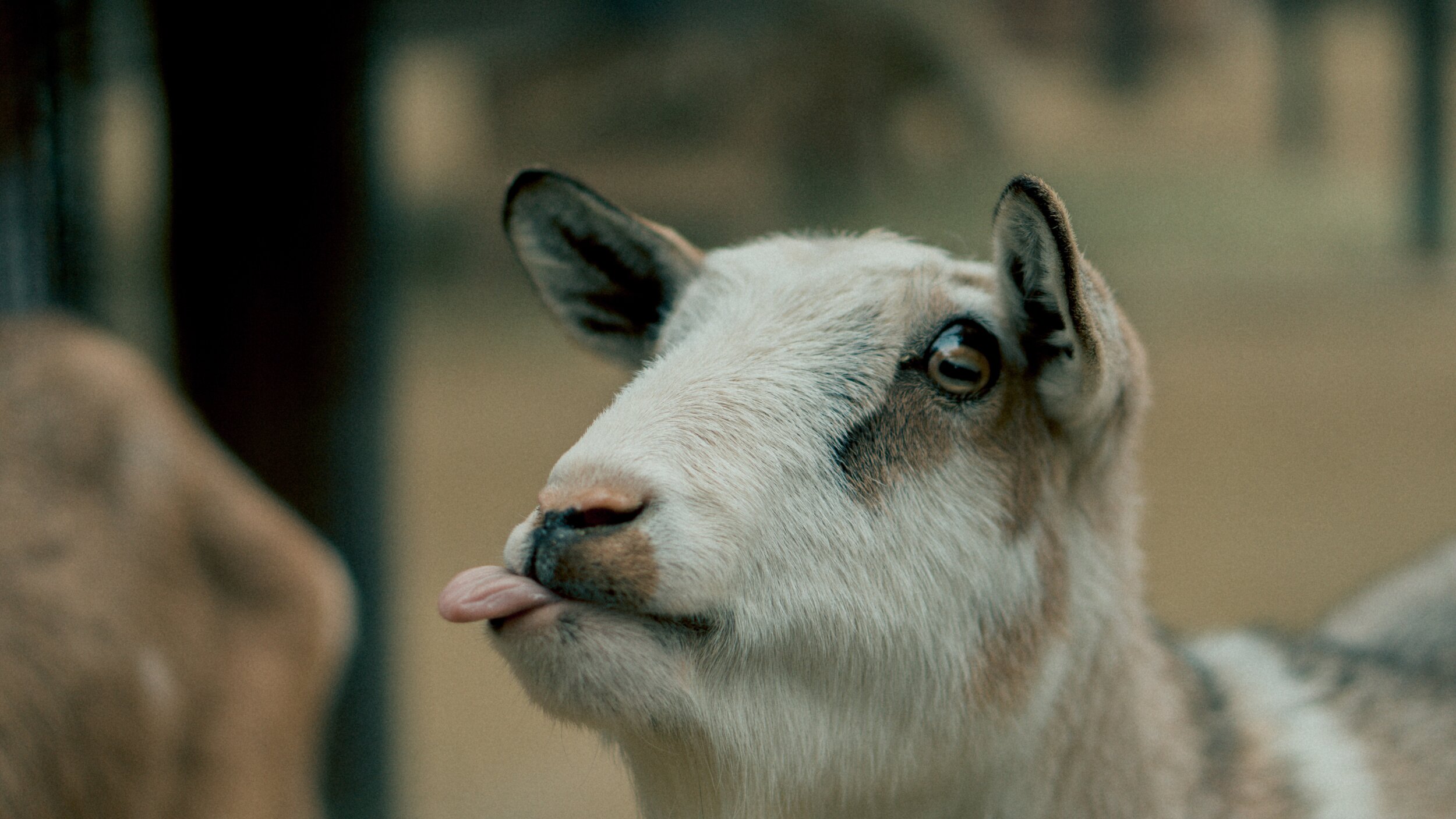 selective-focus-beige-and-brown-goat-1773181.jpg