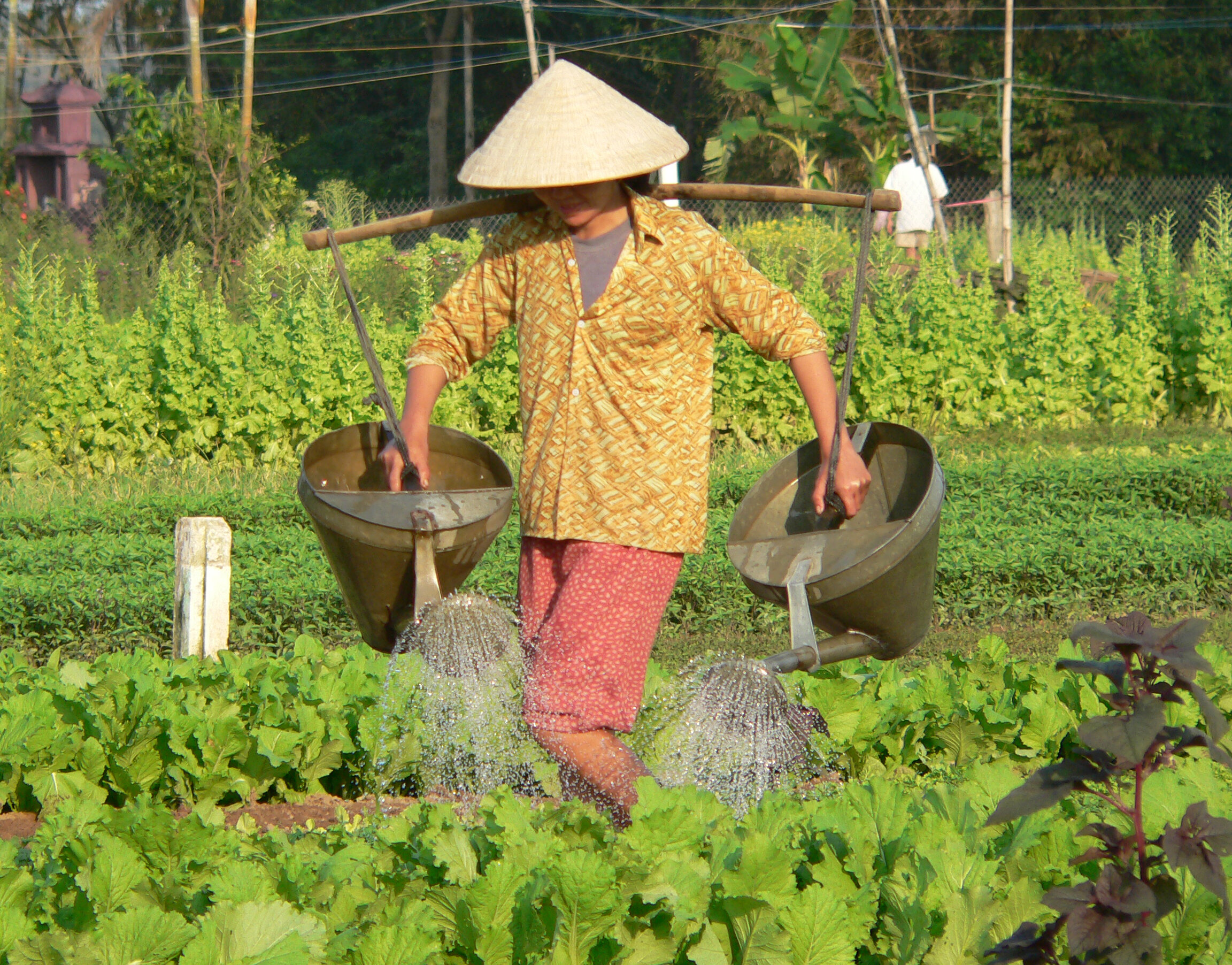 Rice Fields in Laos.JPG