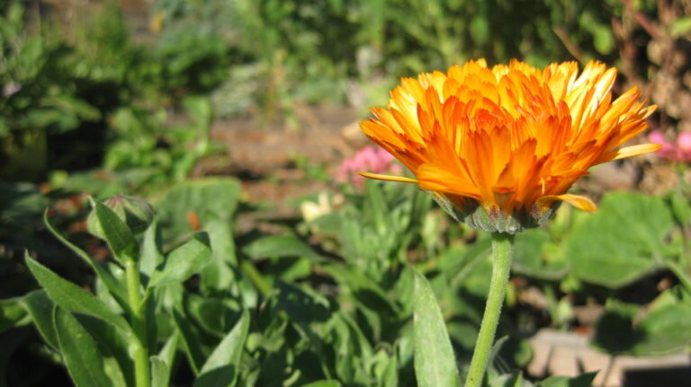 Edible Flowers – Not a Horticulturist