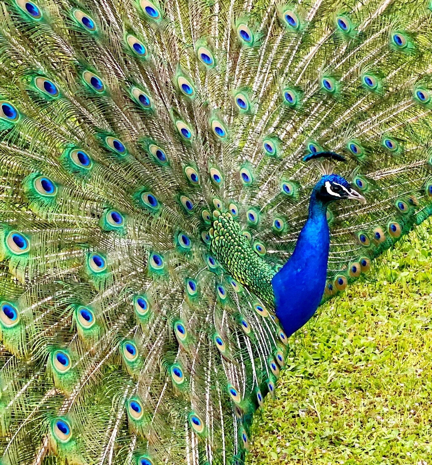 Walking in the time of COVID By Dianne Gowder