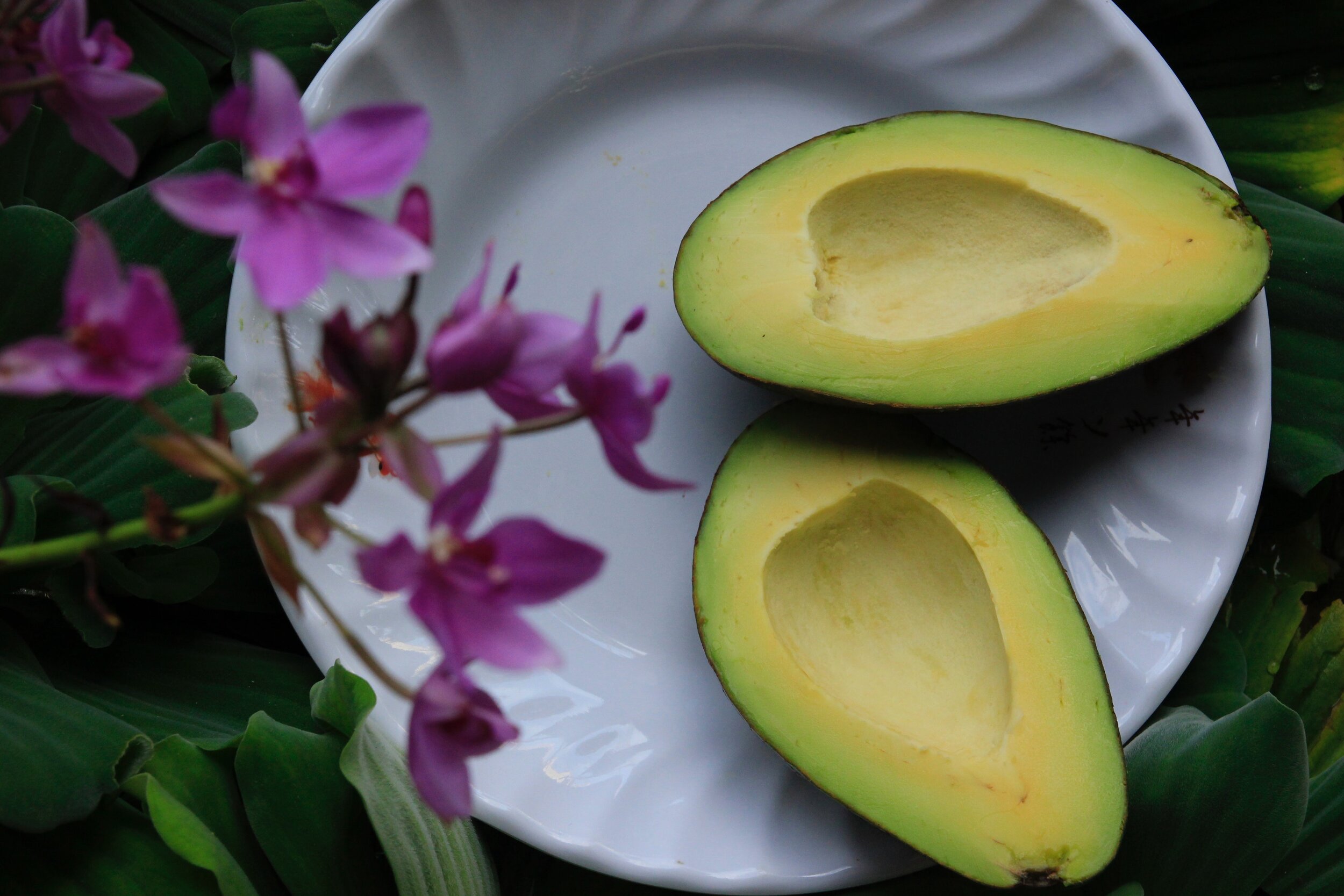 sliced-avocado-on-white-ceramic-plate-997389.jpg