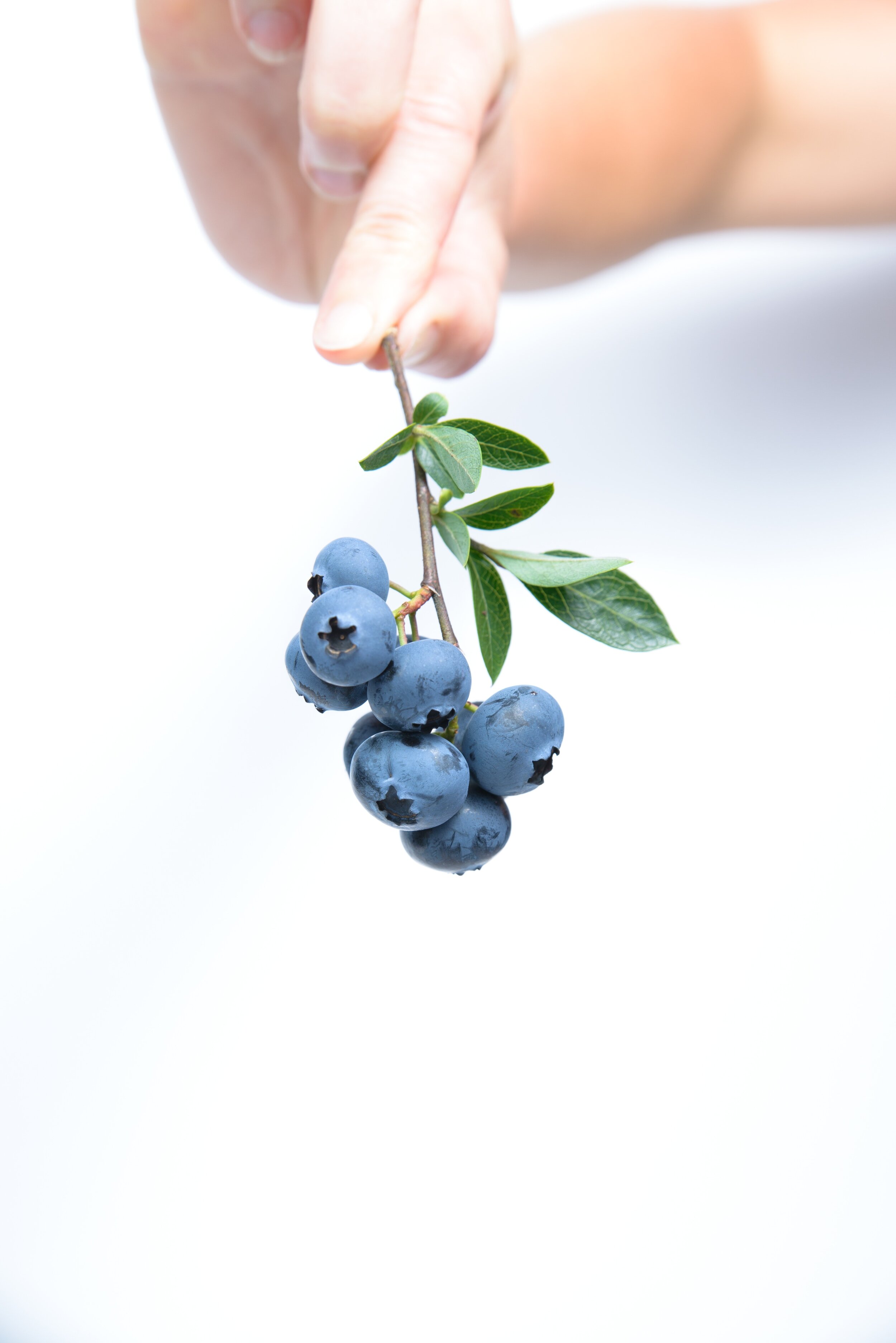 blue-fruit-blueberry-45908.jpg