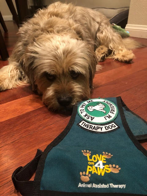 Love On 4 Paws 2020 - What have our pets been up to?