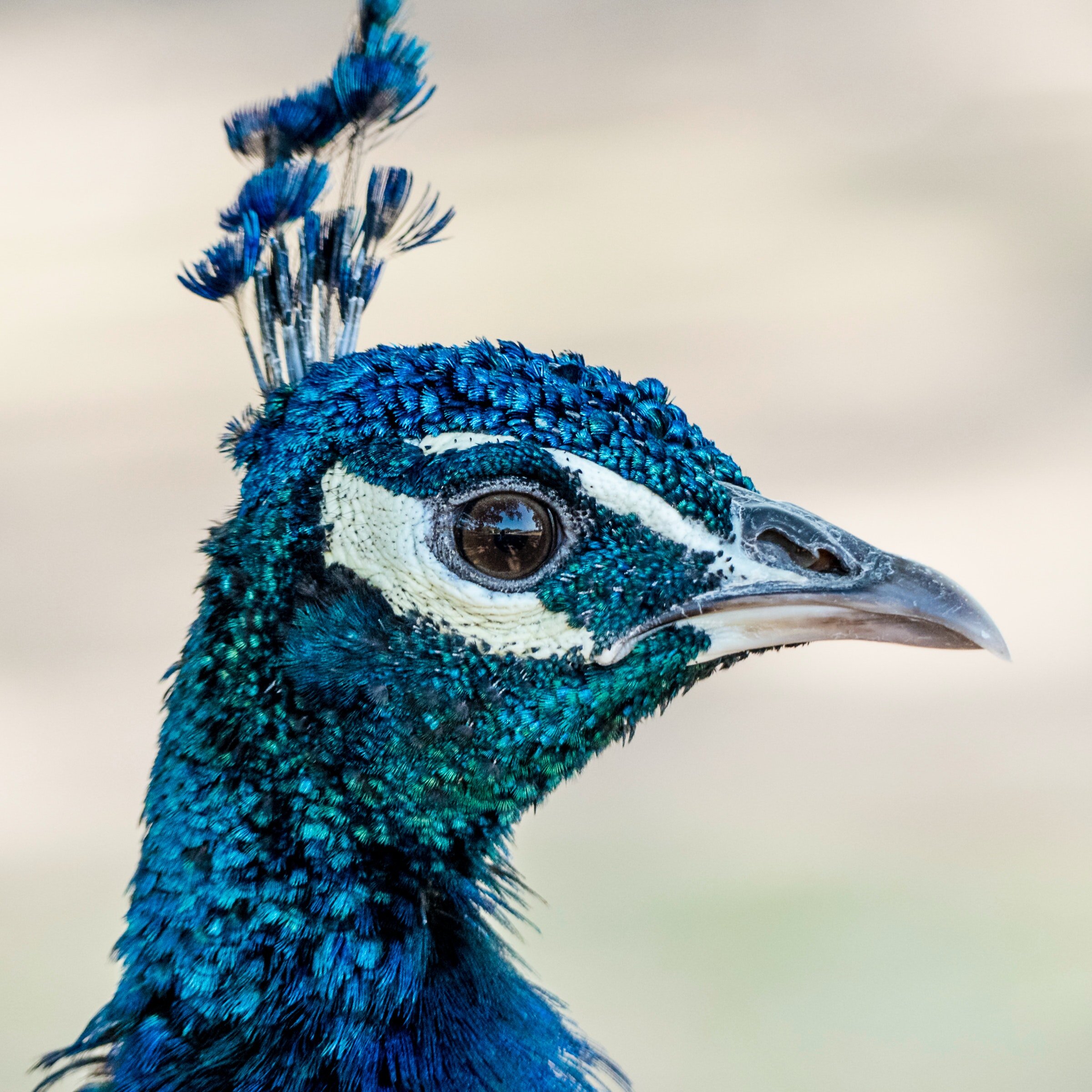 close-up-photography-of-blue-peafowl-1617366.jpg