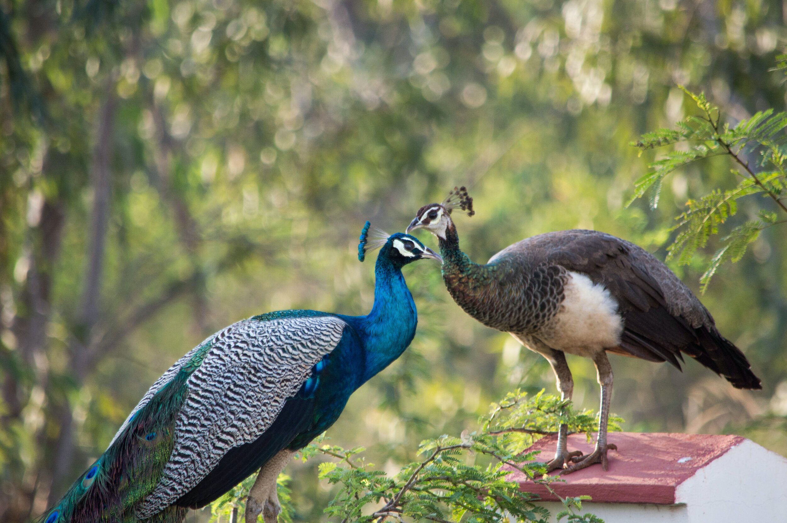 peacock-and-peahen-2683940.jpg