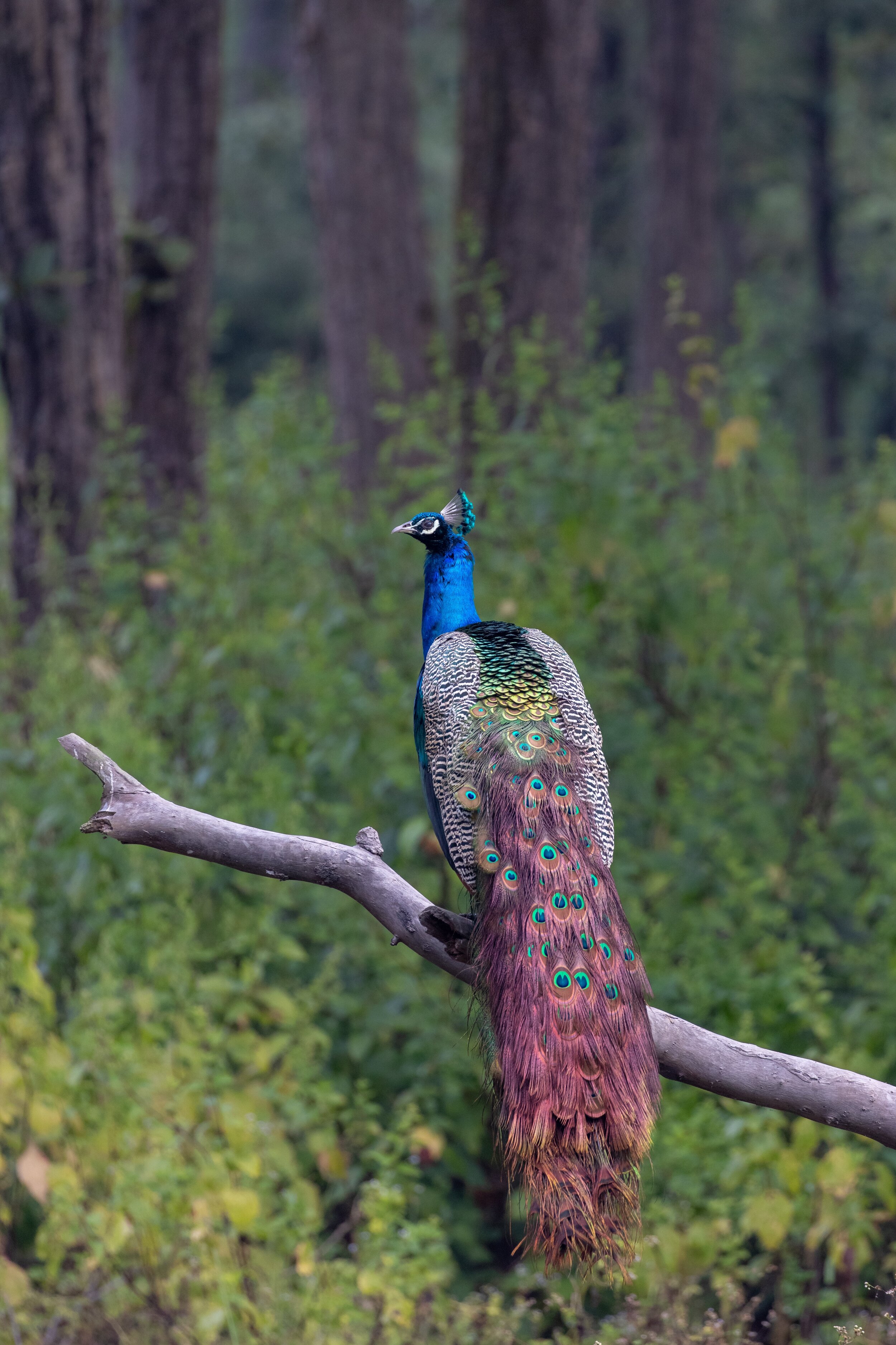 The Symbology Of Peacocks By Mary Jo Hazard M A M F T Palos Verdes