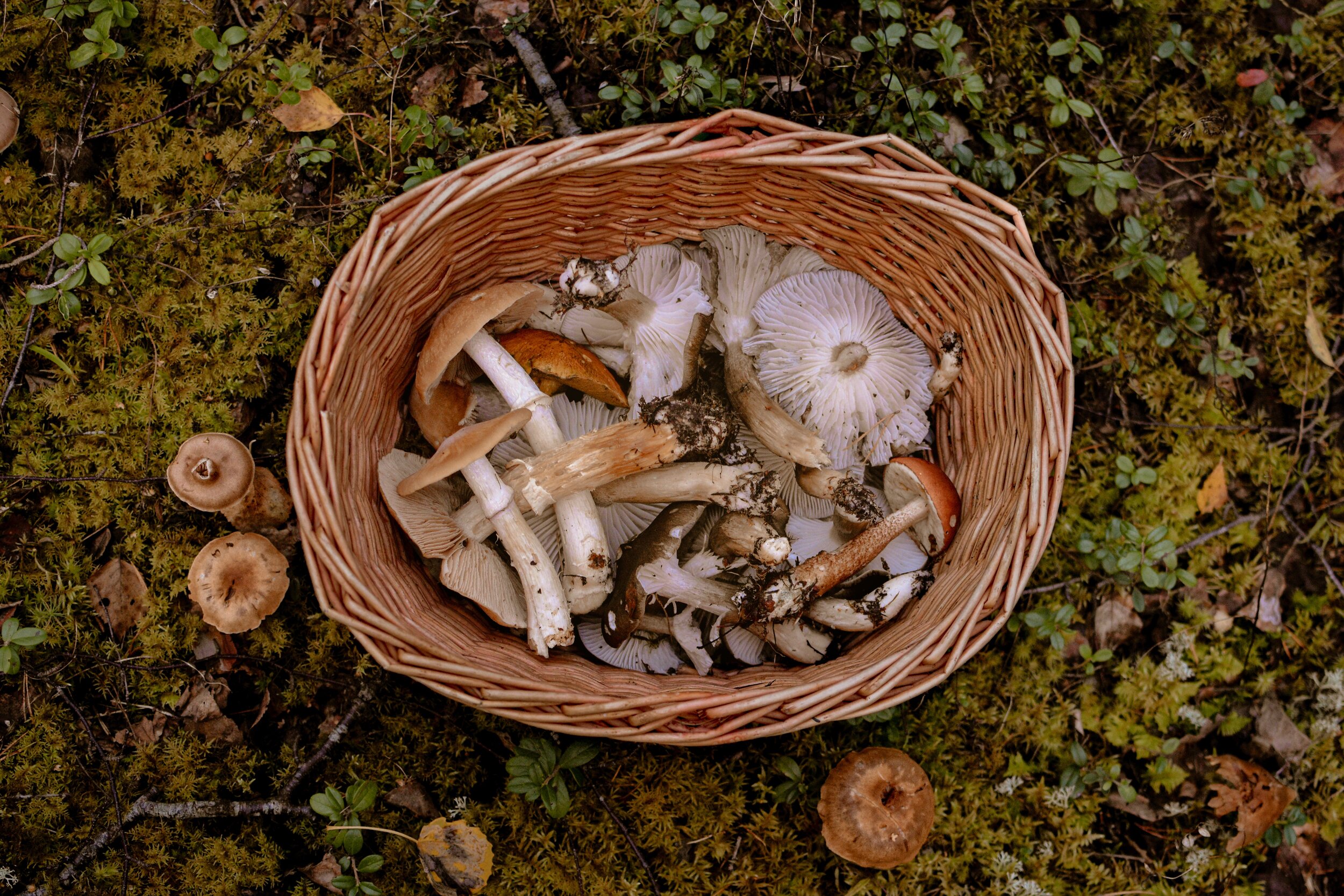 brown-and-white-mushrooms-in-brown-woven-basket-3672955 (1).jpg