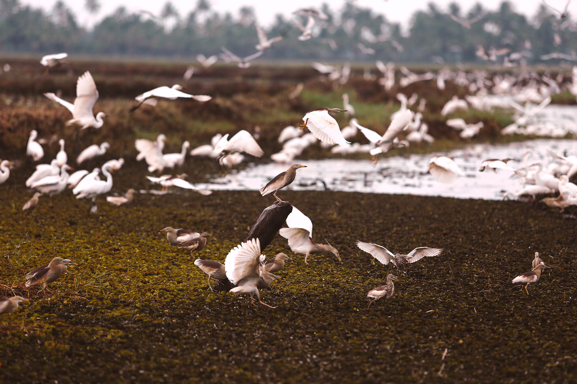 Coconut Lagoon - CGH Earth Bird Conservation.jpg